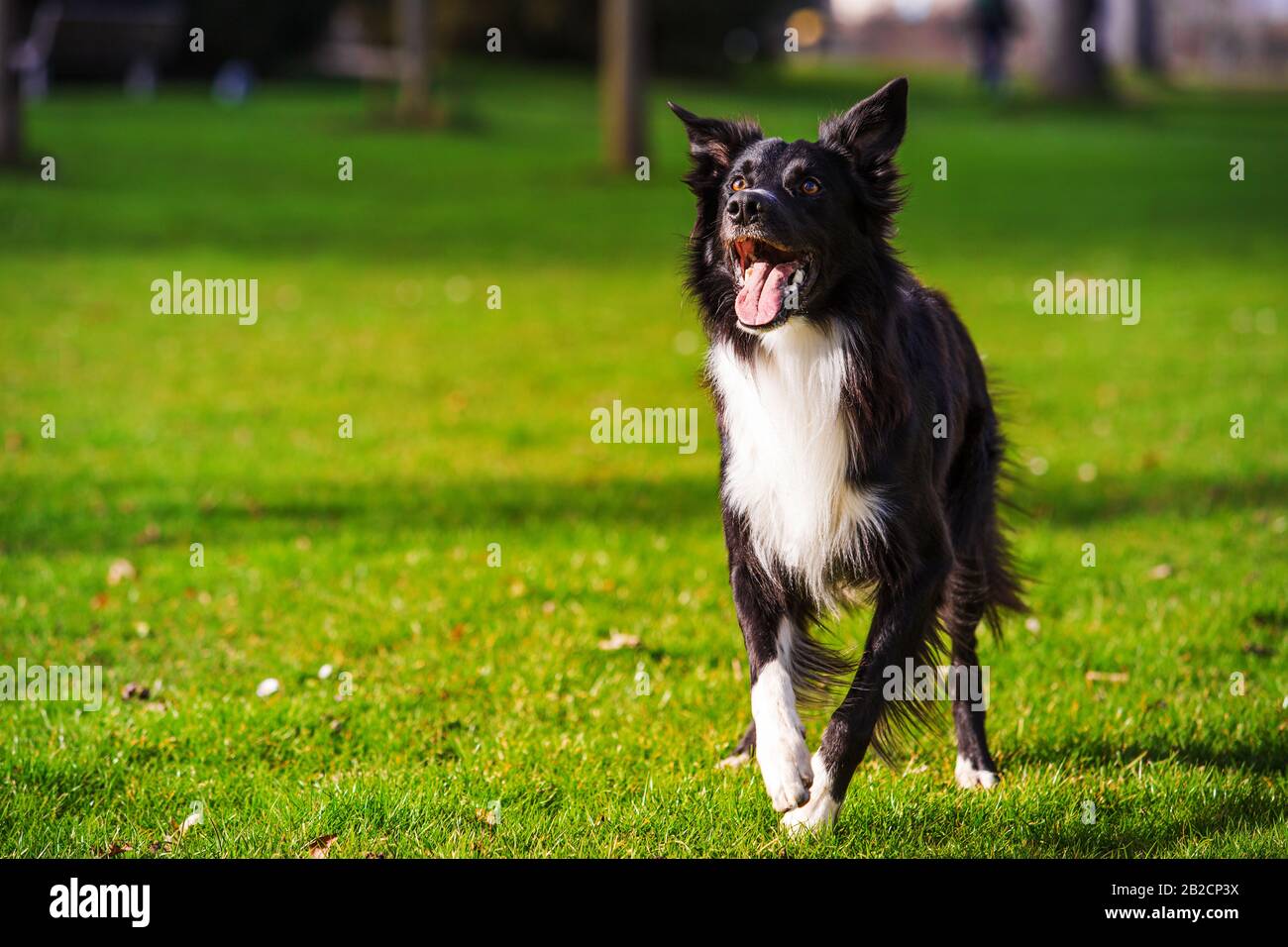 Heureux Border Collie chien sans laisse à l'extérieur dans la nature au lever du soleil. Chien heureux à la recherche d'appareil photo dans le parc de la ville. Banque D'Images