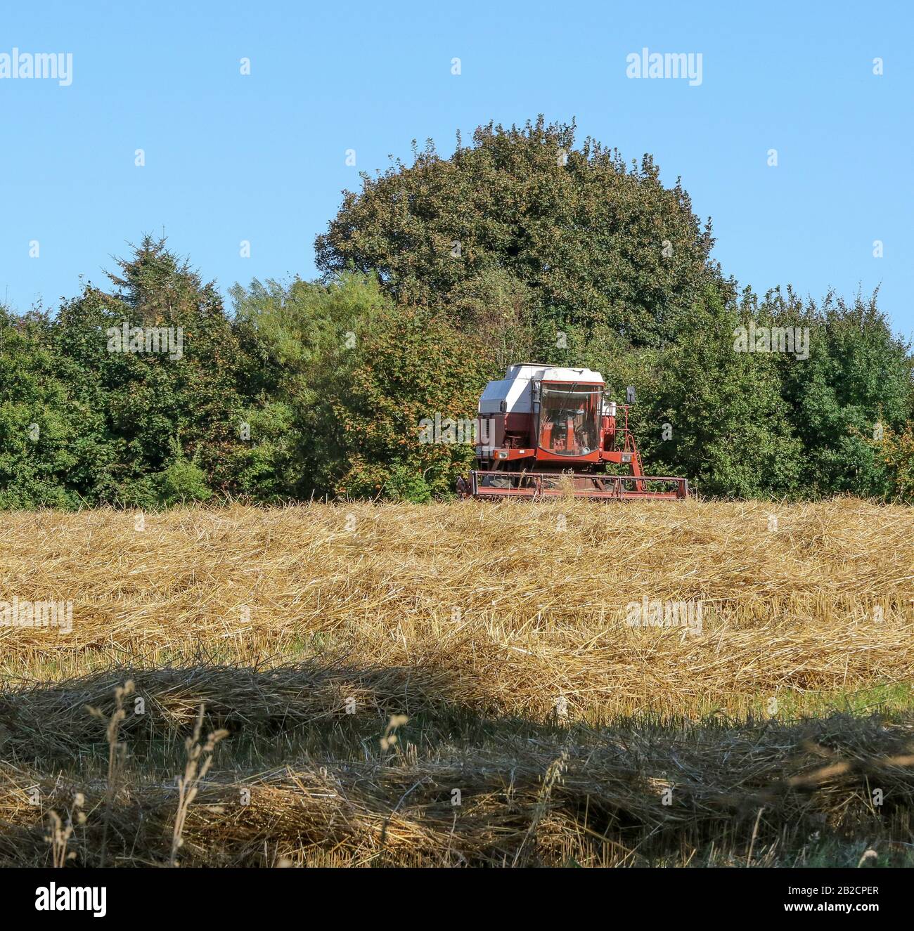 Une moissonneuse-batteuse vide stationnée dans un champ de récolte non coupée dans un après-midi ensoleillé d'automne en Irlande rurale au moment de la récolte près de Raphoe, comté de Donegal. Banque D'Images