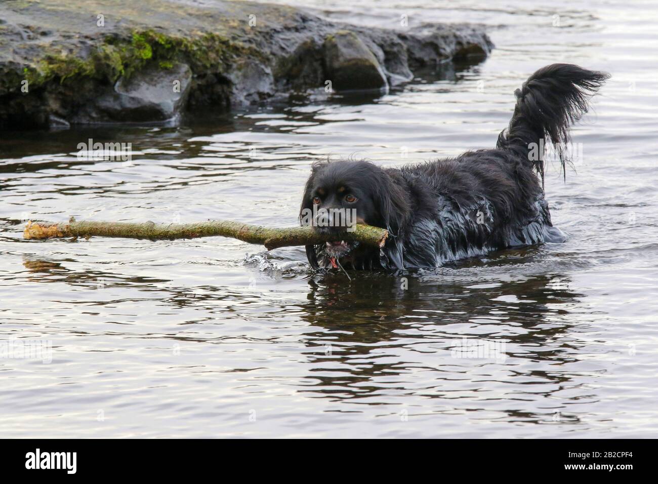 Une branche en bois de chien noir de taille moyenne dans la bouche se prélarant de l'eau dans un lac d'eau douce lors d'un hiver gris en janvier. Banque D'Images