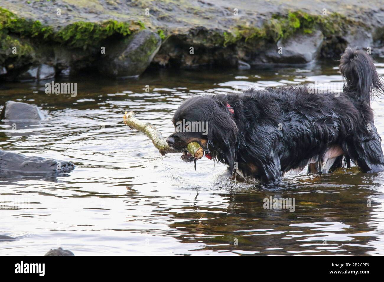 Chien noir de taille moyenne debout dans un lac d'eau douce et récupérant une branche en bois de l'eau. Banque D'Images