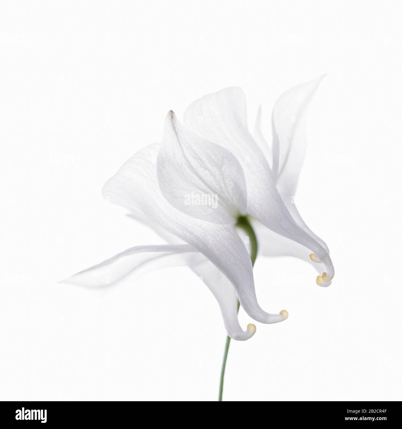 Aquilegia ancolie - tête sur fond blanc Banque D'Images