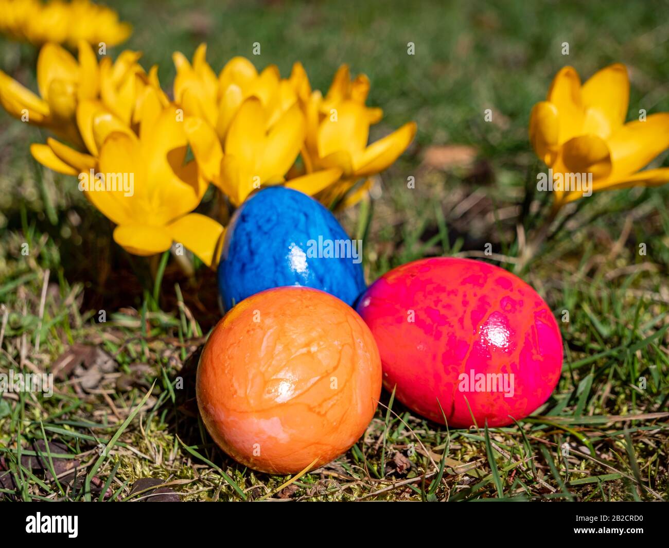 Œufs de Pâques avec des crocuses jaunes dans le parc Banque D'Images