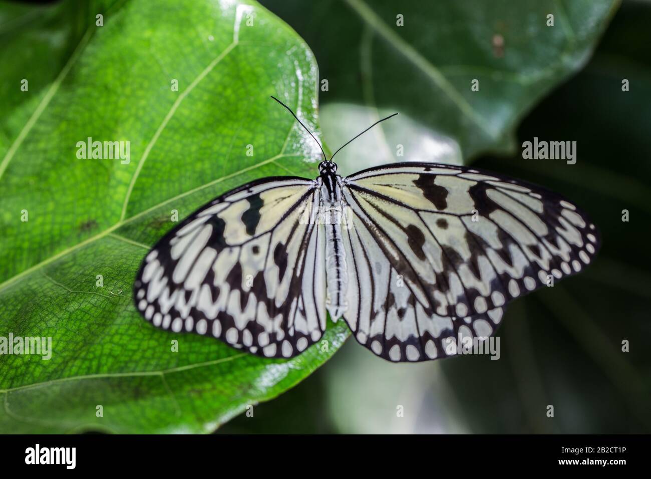 Papillon tropical nymphe des arbres blancs Banque D'Images