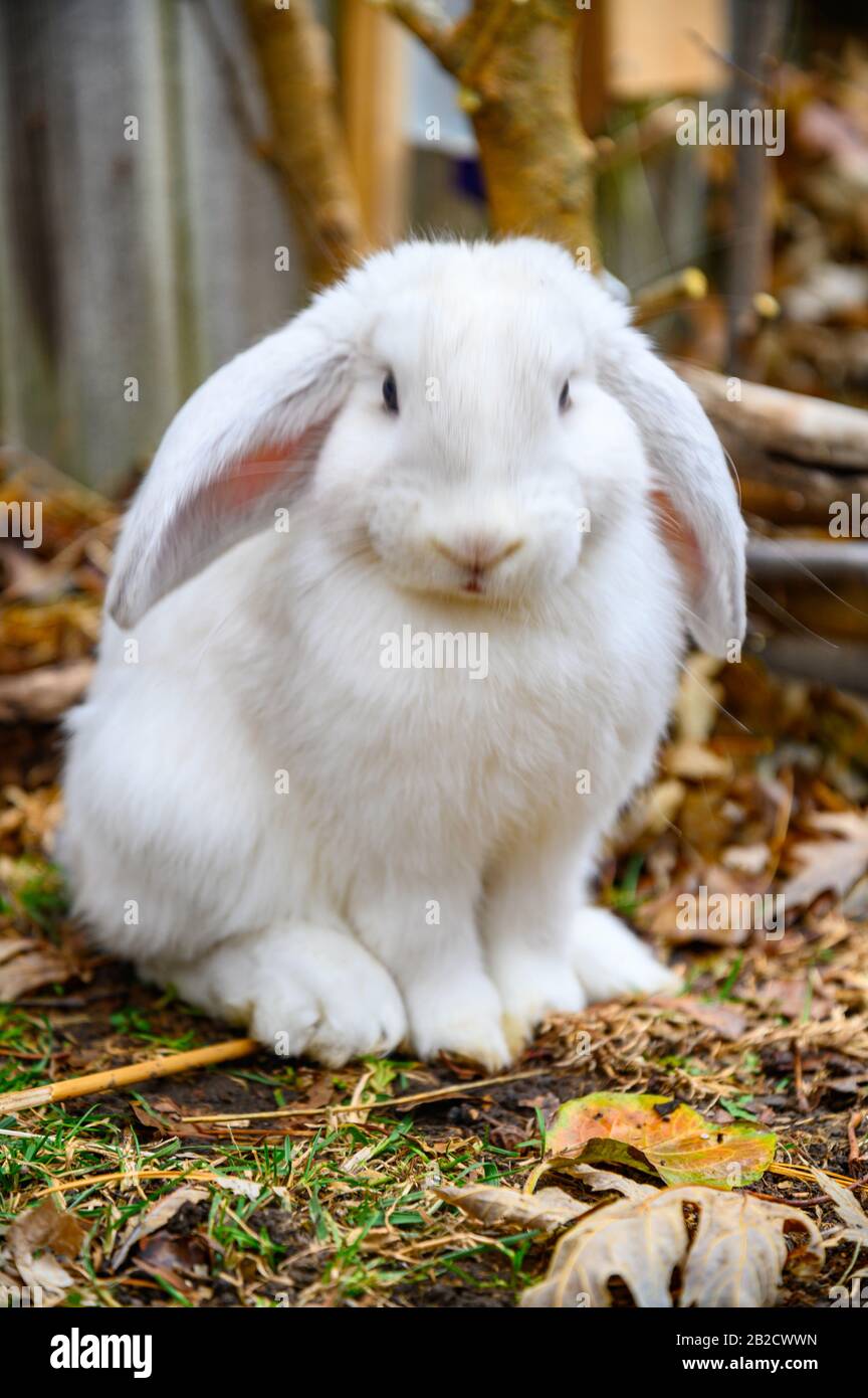 Un lapin blanc de Hollande se tient sur un sol. Banque D'Images