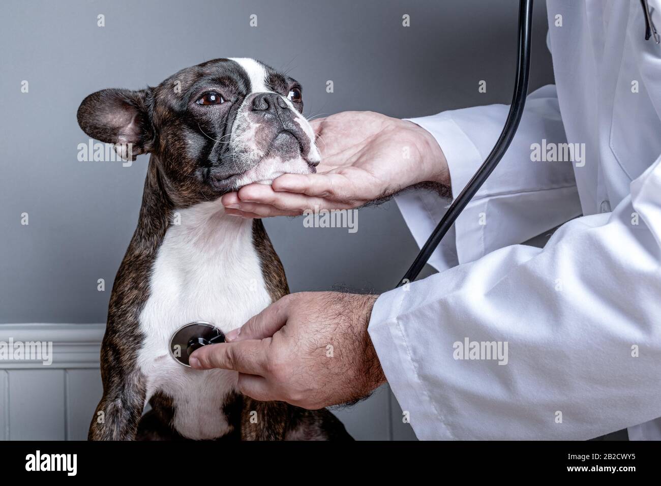 Un médecin vétérinaire examine le cœur du terrier de boston avec un portrait stéthoscope Banque D'Images