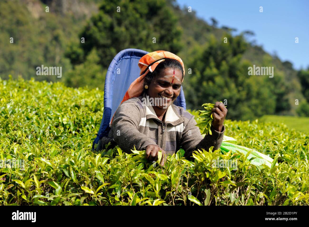 Sri Lanka, Nuwara Eliya, plantation de thé, femme tamoule cueillant des feuilles de thé Banque D'Images