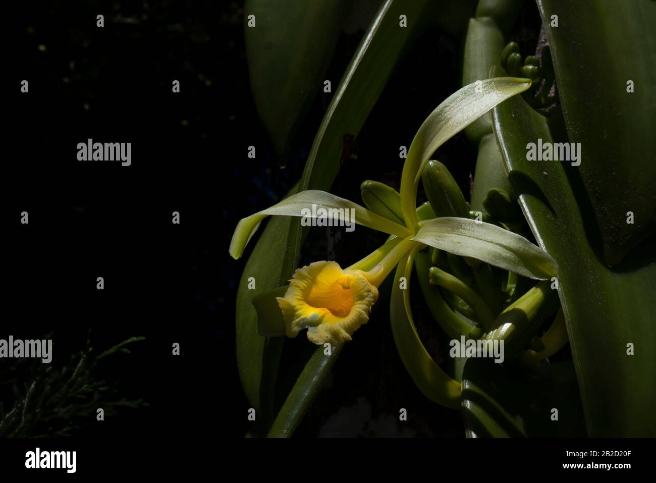 Fleur d'orchidée jaune de vanille planifolia Banque D'Images