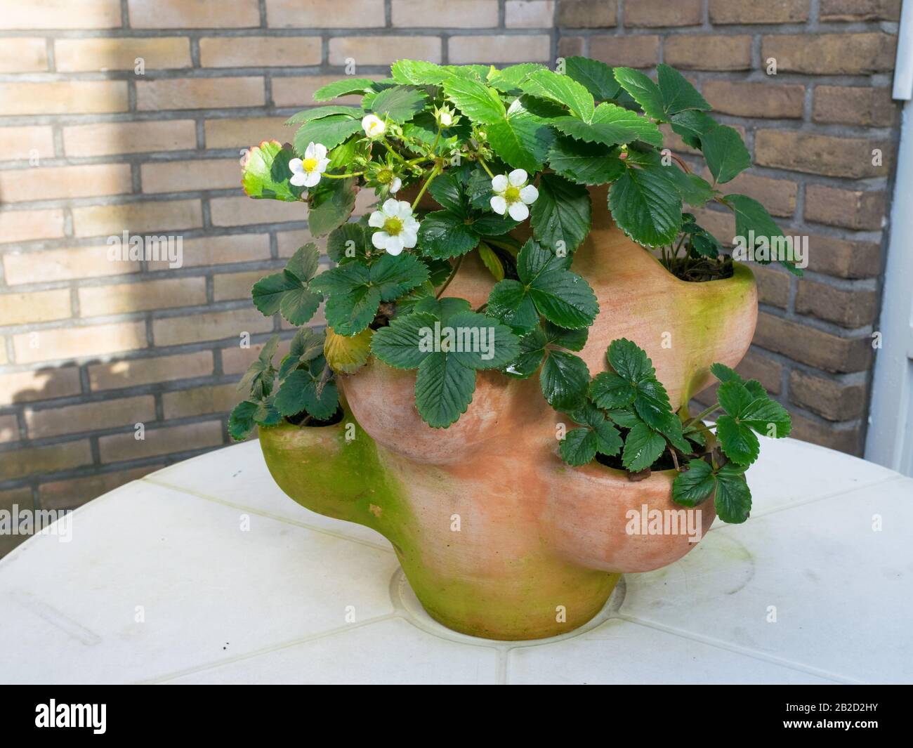 Fraisier en pot en terre cuite sur un patio. Se concentrer sur de petits  fruits encore verts Photo Stock - Alamy