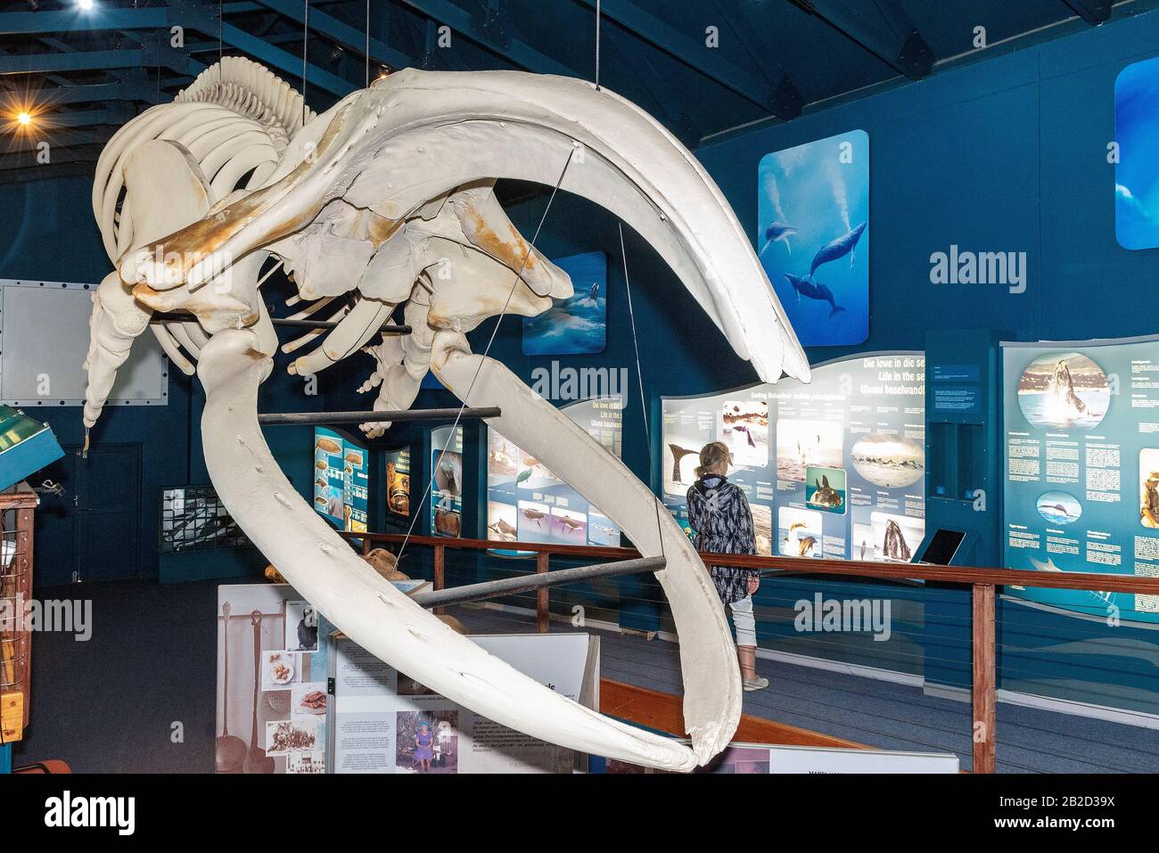Squelette suspendu de baleine noire du sud exposé dans la salle d'exposition du Whale House Museum, Hermanus, Afrique du Sud Banque D'Images