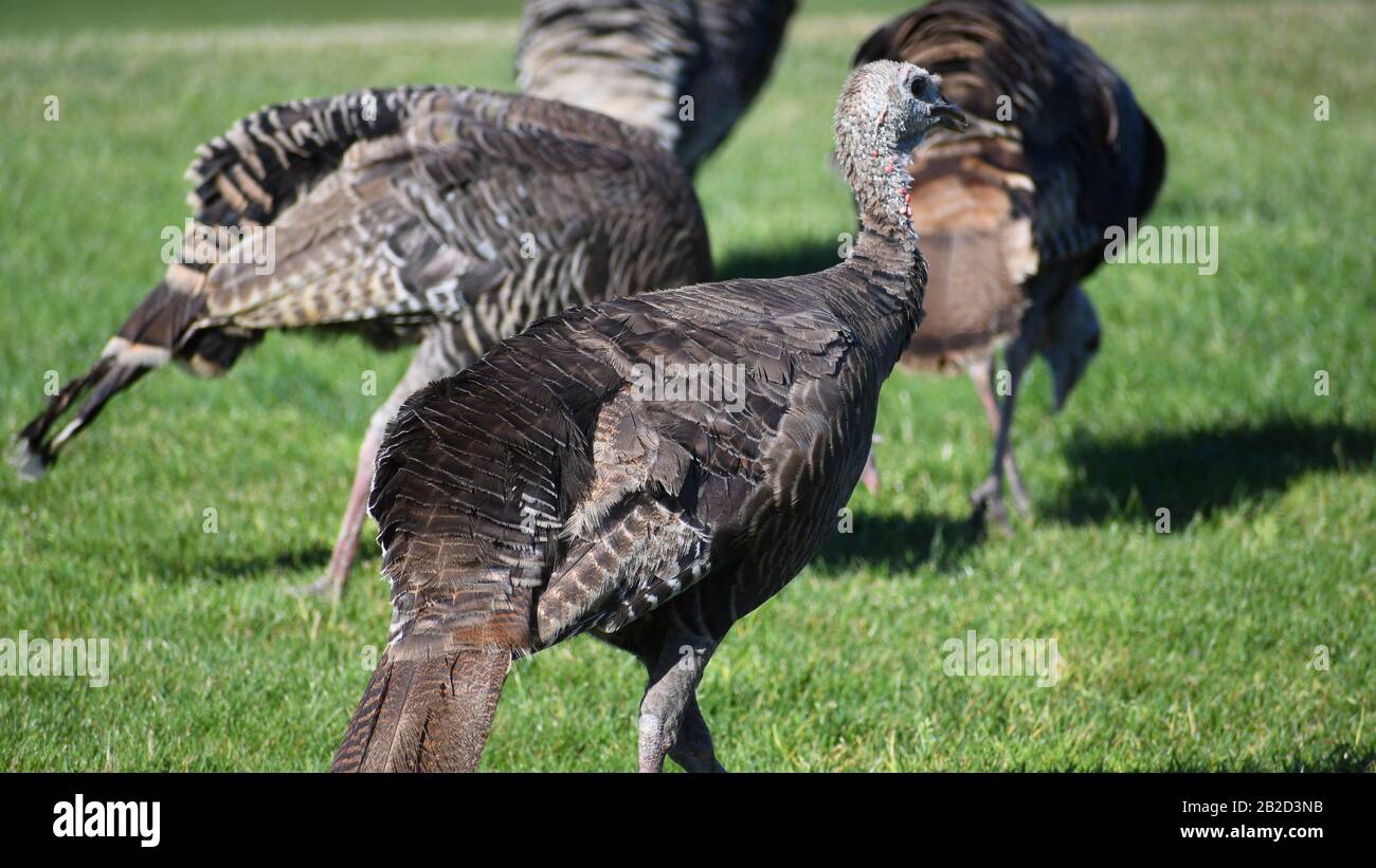 Des dindons sauvages marchent sur l'herbe Banque D'Images