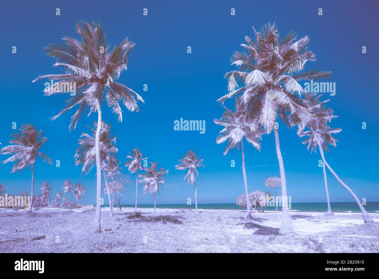 Couleurs bleu et violet infrarouge de l'incroyable paysage tropical de la plage avec palmiers et vagues turquoise de l'océan. Détente romantique et vacances à tro Banque D'Images
