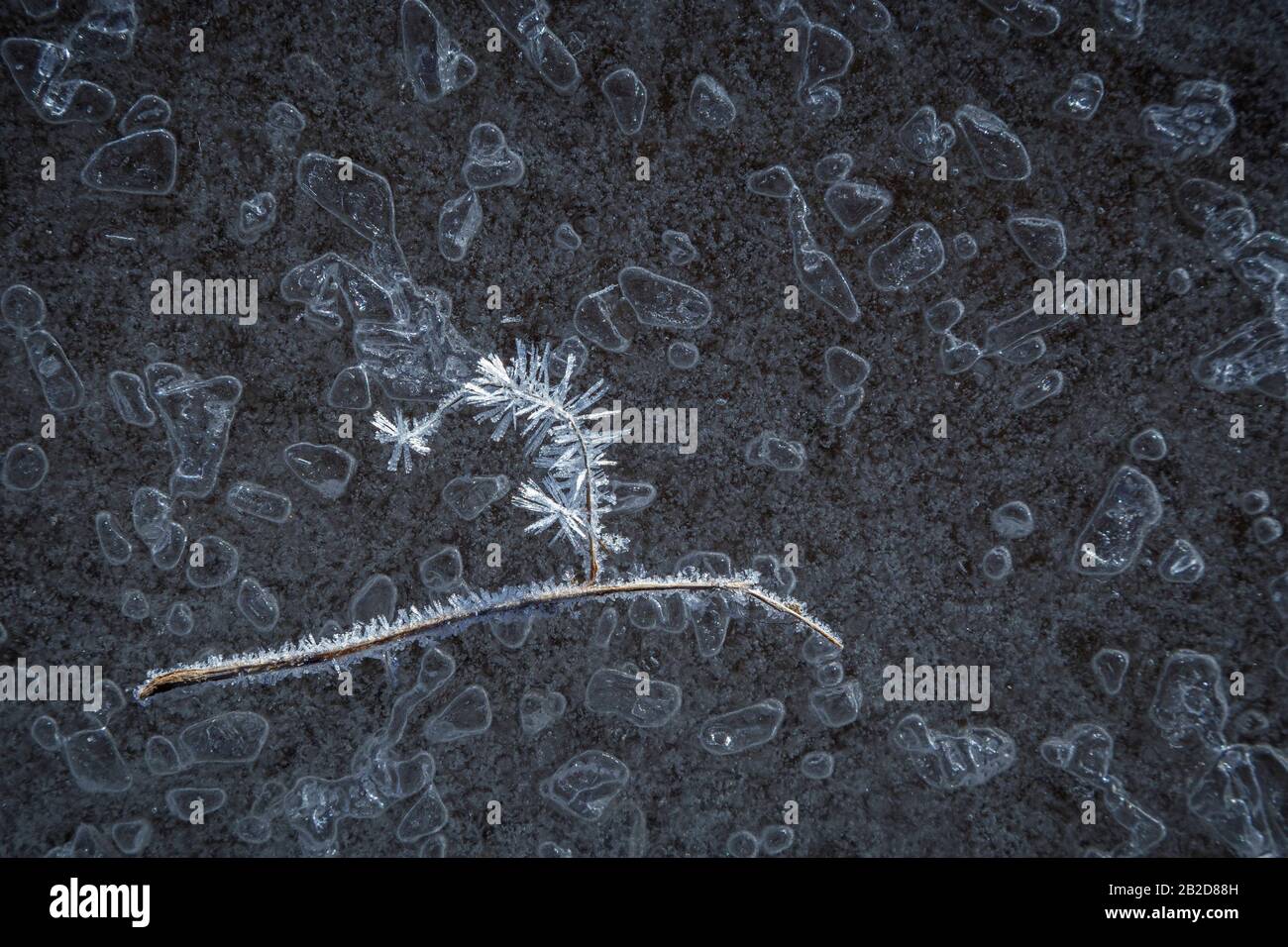 Gros plan d'une petite branche givrée sur la glace sur un lac gelé avec bulles d'air en hiver. Vue de dessus. Banque D'Images