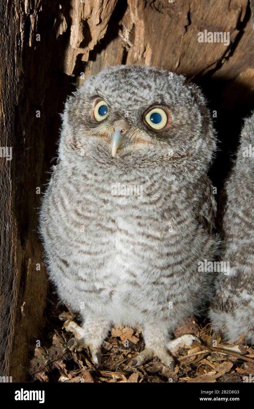 Les bébés Otus asio (Eastern Screech Owl Owl) à l'intérieur de la cavité de l'arbre, Nest, E USA, par Bill Lea/Dembinsky photo Assoc Banque D'Images