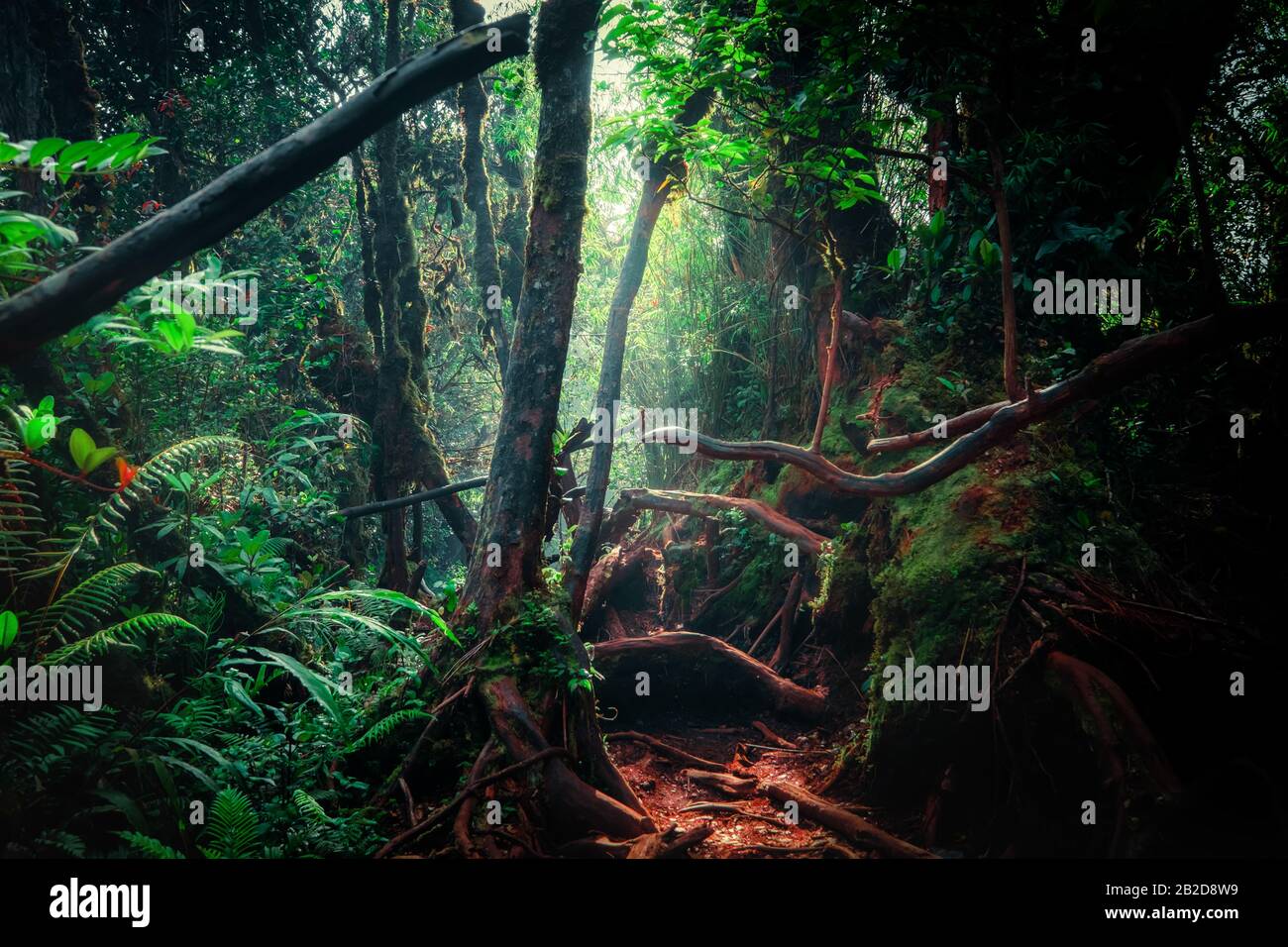 Tropical forêt moussue mystique de fantaisie avec une jungle de plantes et de fleurs. Nature Paysage de fond mystérieux Banque D'Images