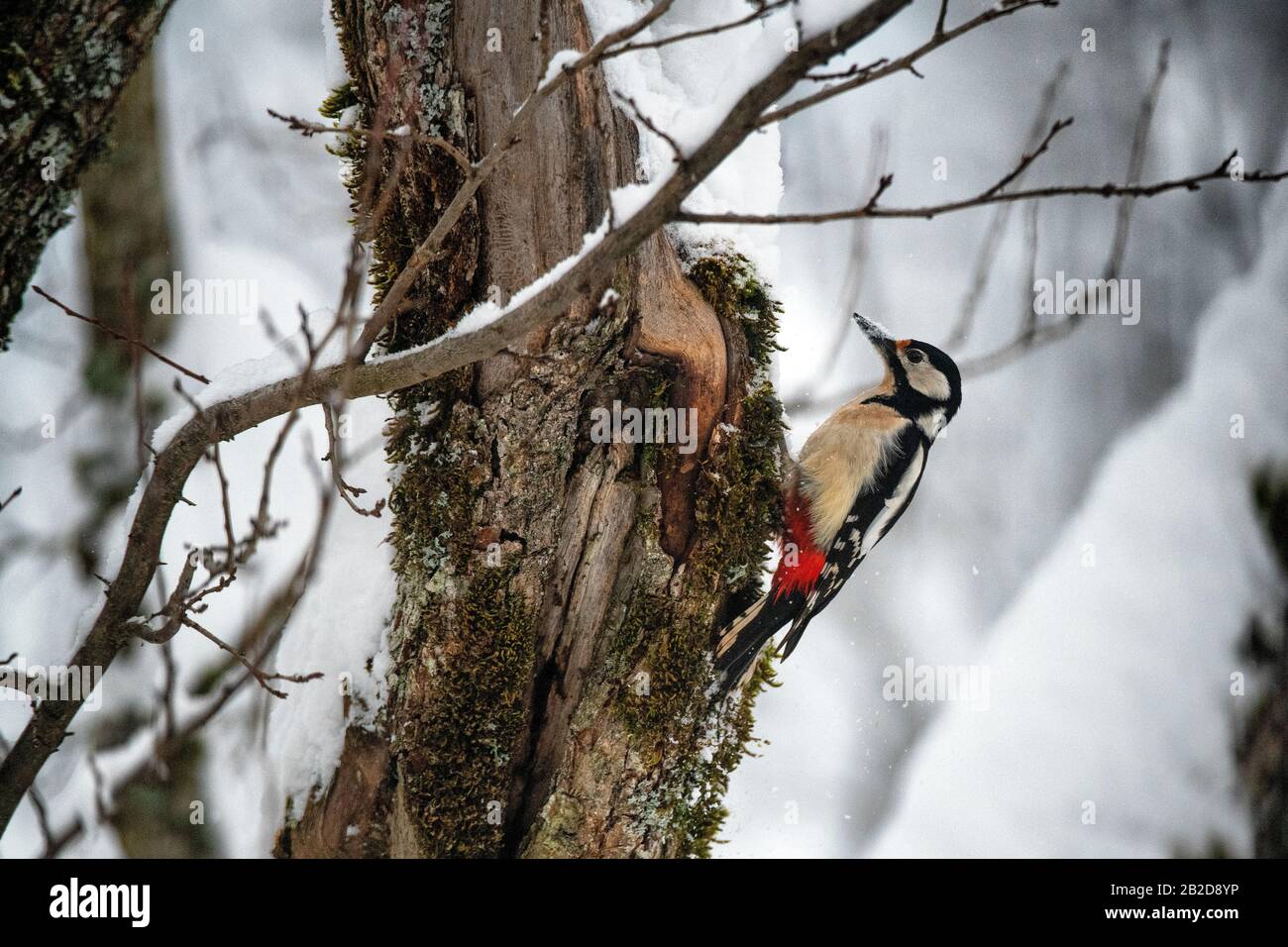 Un grand pic tacheté s'accroche à un arbre dans la neige dans les Alpes françaises - Dendrocopos Major Banque D'Images