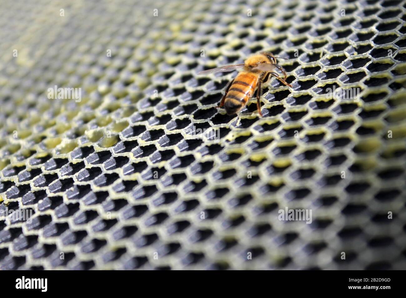 Une seule abeille au miel sur un cadre ciré avant la construction du peigne Banque D'Images