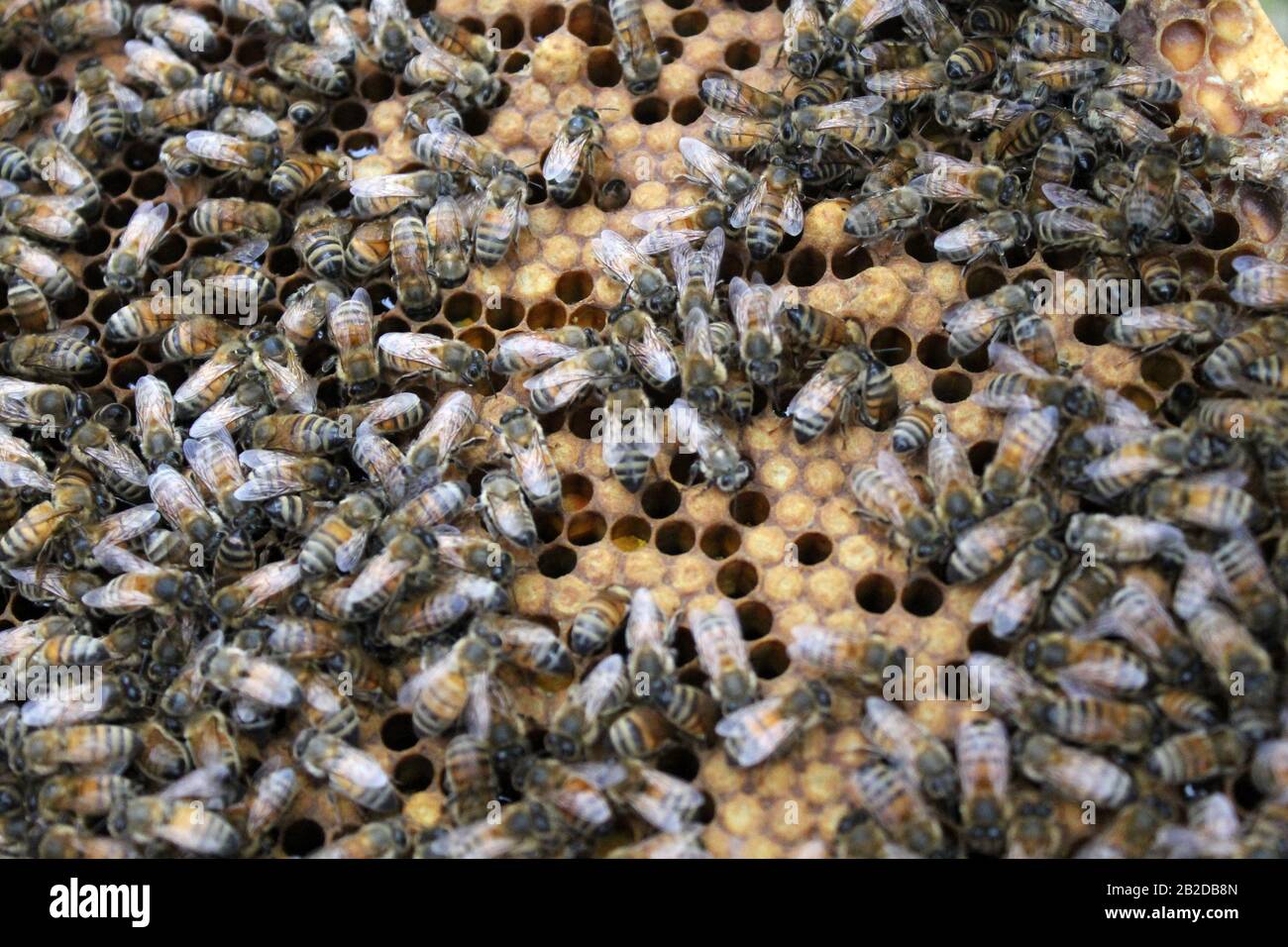 Abeilles sur le cadre de couvée tendant à oeufs et larve Banque D'Images