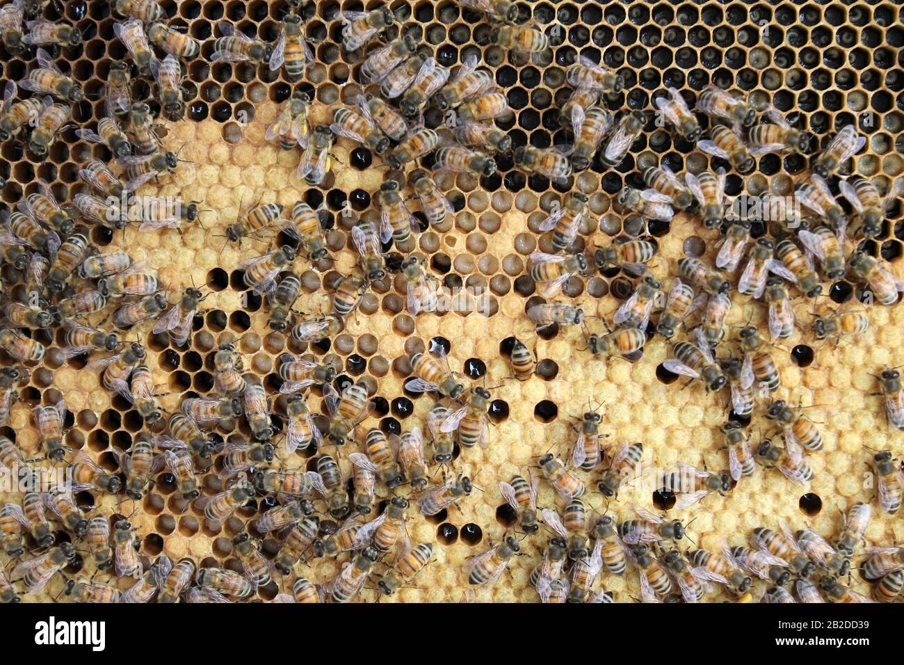 Abeilles sur le cadre de couvée tendant à oeufs et larve Banque D'Images