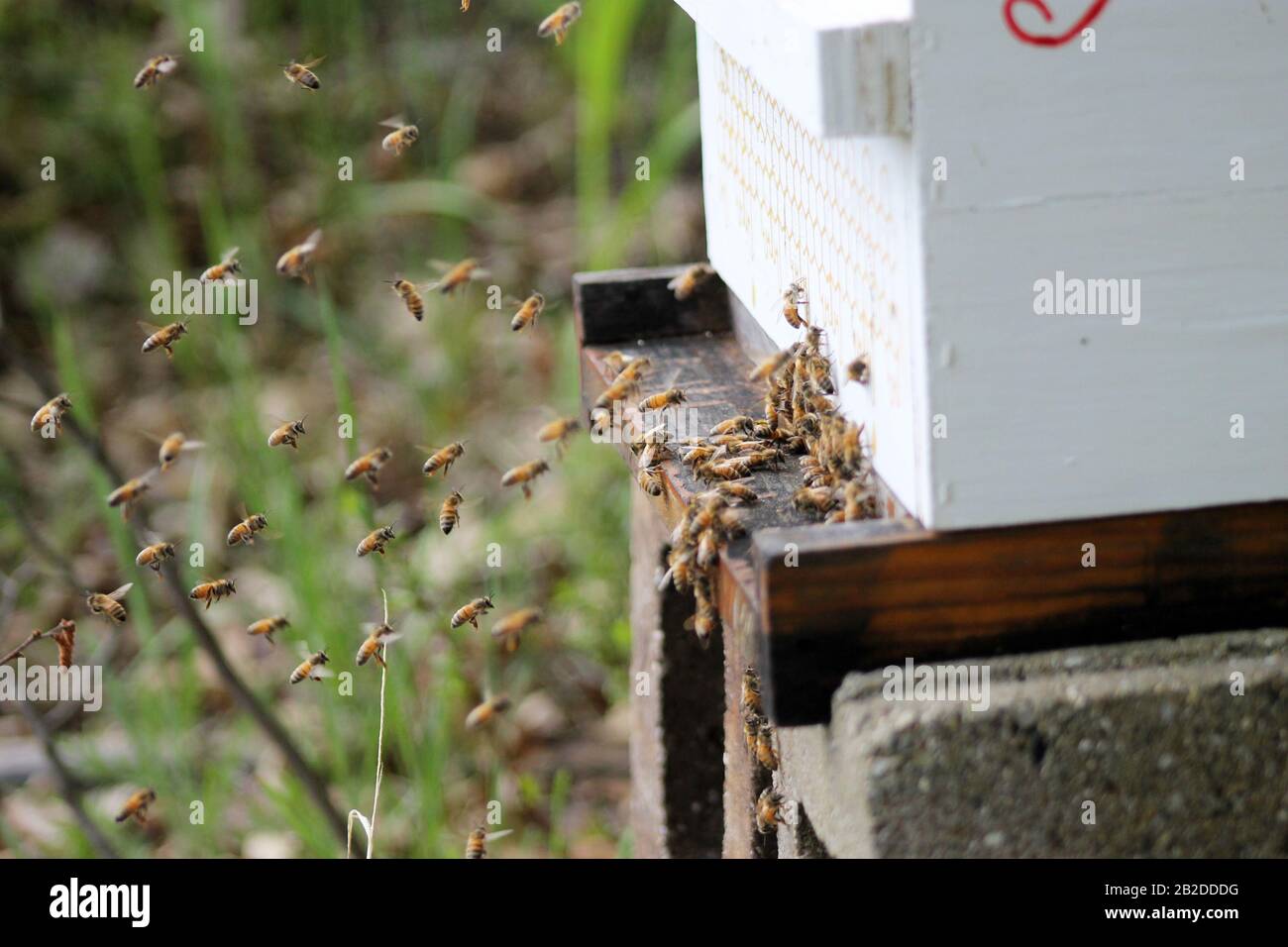 Travailleur Bees et drones volant dans et hors de la ruche Banque D'Images