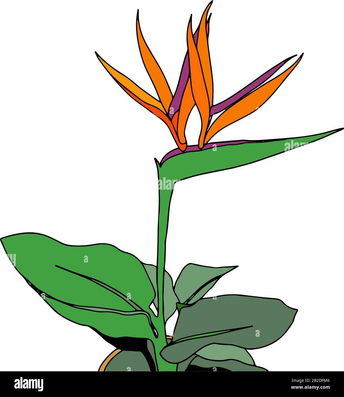 Carte postale verticale avec bouquet de fleurs Strelitzia reginae tropical Afrique du Sud fleur isolée. Illustration vectorielle. Oiseau de paradis. Illustration de Vecteur
