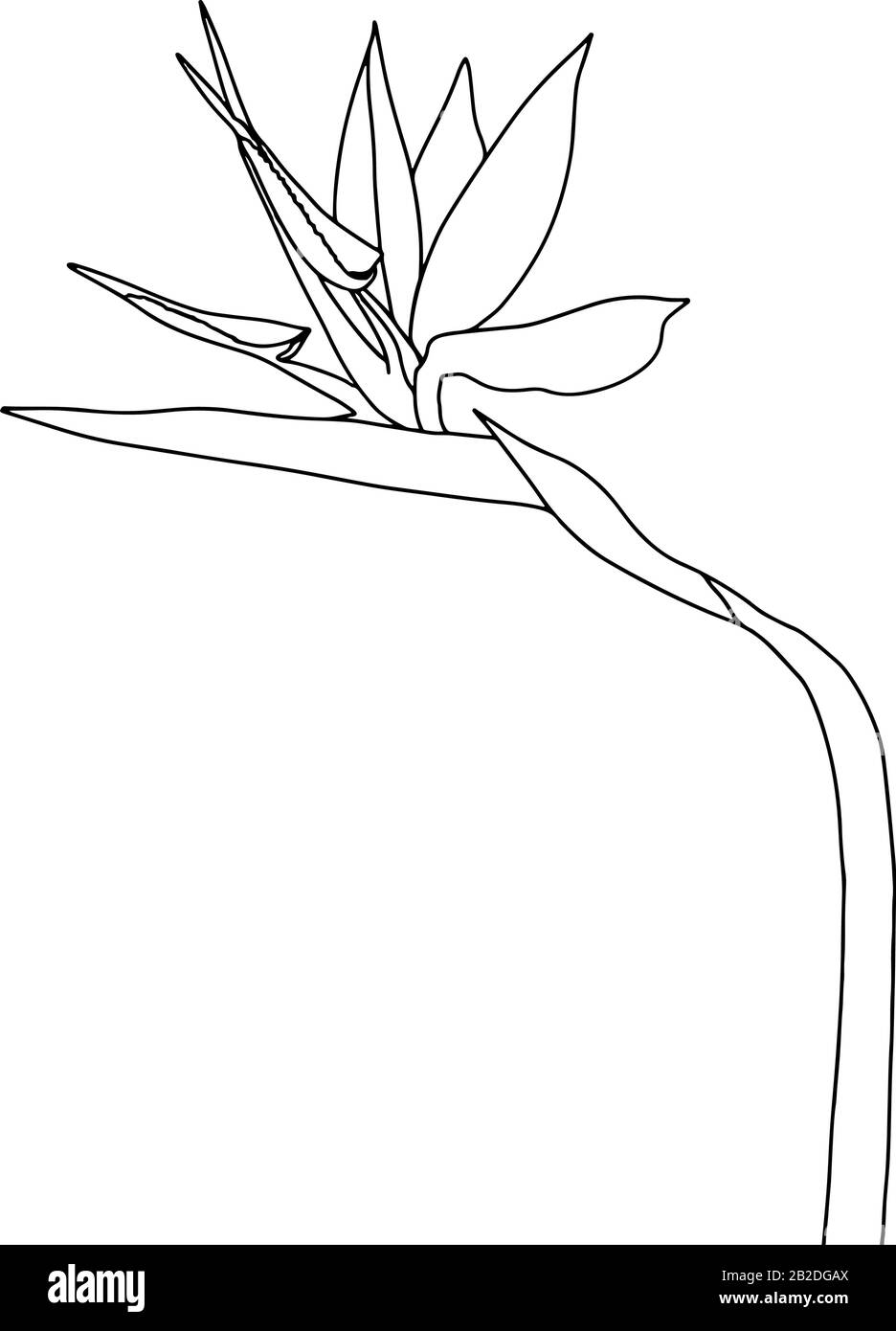 Strelitzia reginae tropical Afrique du Sud fleur isolée sur fond blanc. Illustration de stock vectoriel.impression de tatouage Outline,logo.oiseau de paradis. Illustration de Vecteur