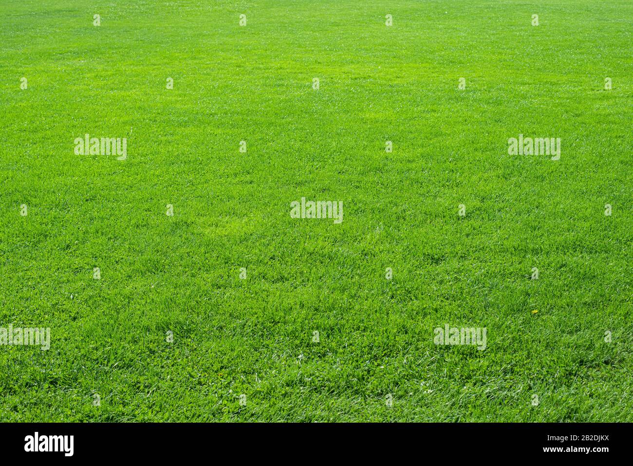 Texture de fond d'herbe verte fraîche et naturelle en perspective. Concept de l'herbe verte. Banque D'Images