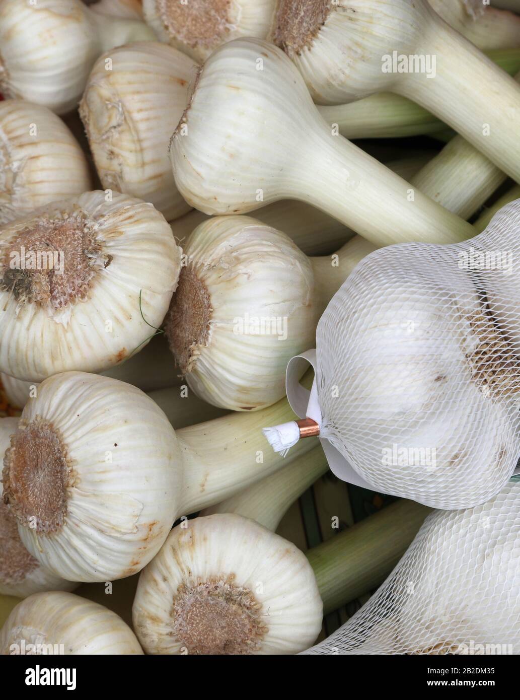 gousse d'ail blanche à vendre sur le marché biologique de la ferme Banque D'Images