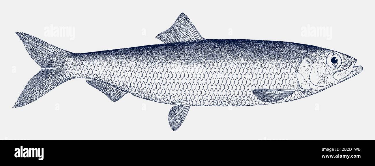 Le hareng du Pacifique, clupea pallasii, un poisson alimentaire important de l'océan Pacifique nord en vue latérale Illustration de Vecteur