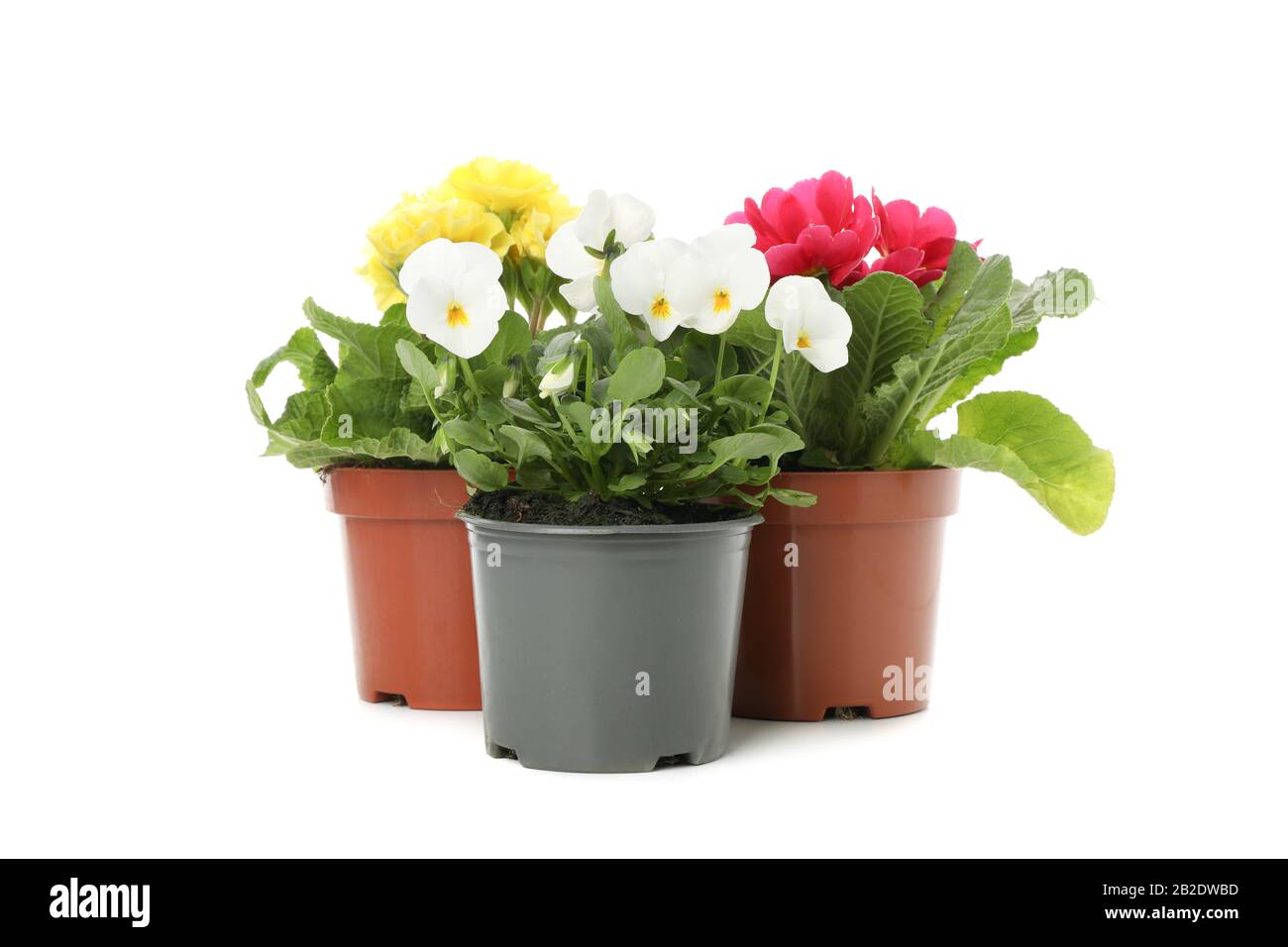 Pansies et primroses dans des pots de fleurs isolés sur fond blanc Banque D'Images