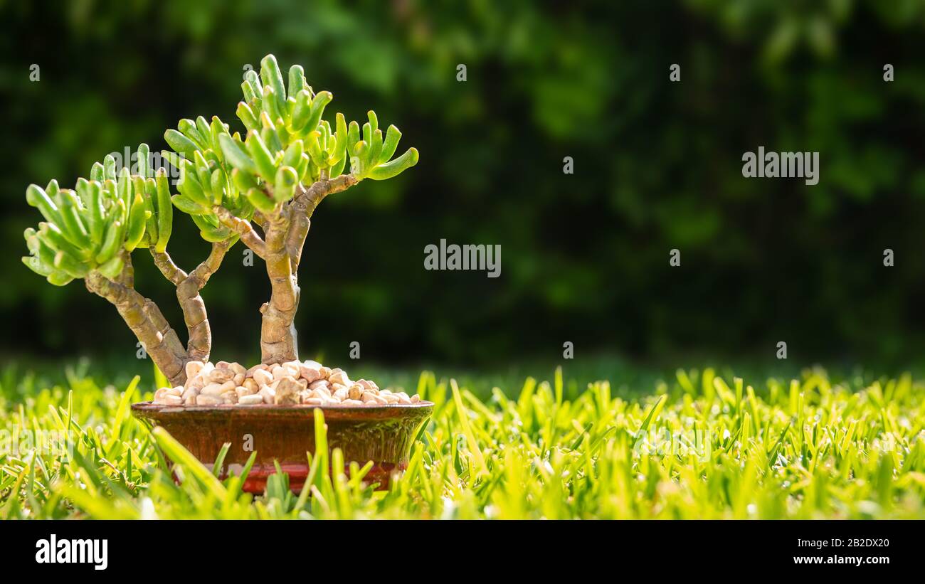 Petit bonsai arbre dans pot en céramique sur l'herbe au soleil - jardinage passe-temps et l'image de concept de loisirs avec espace de copie pour le texte. Banque D'Images