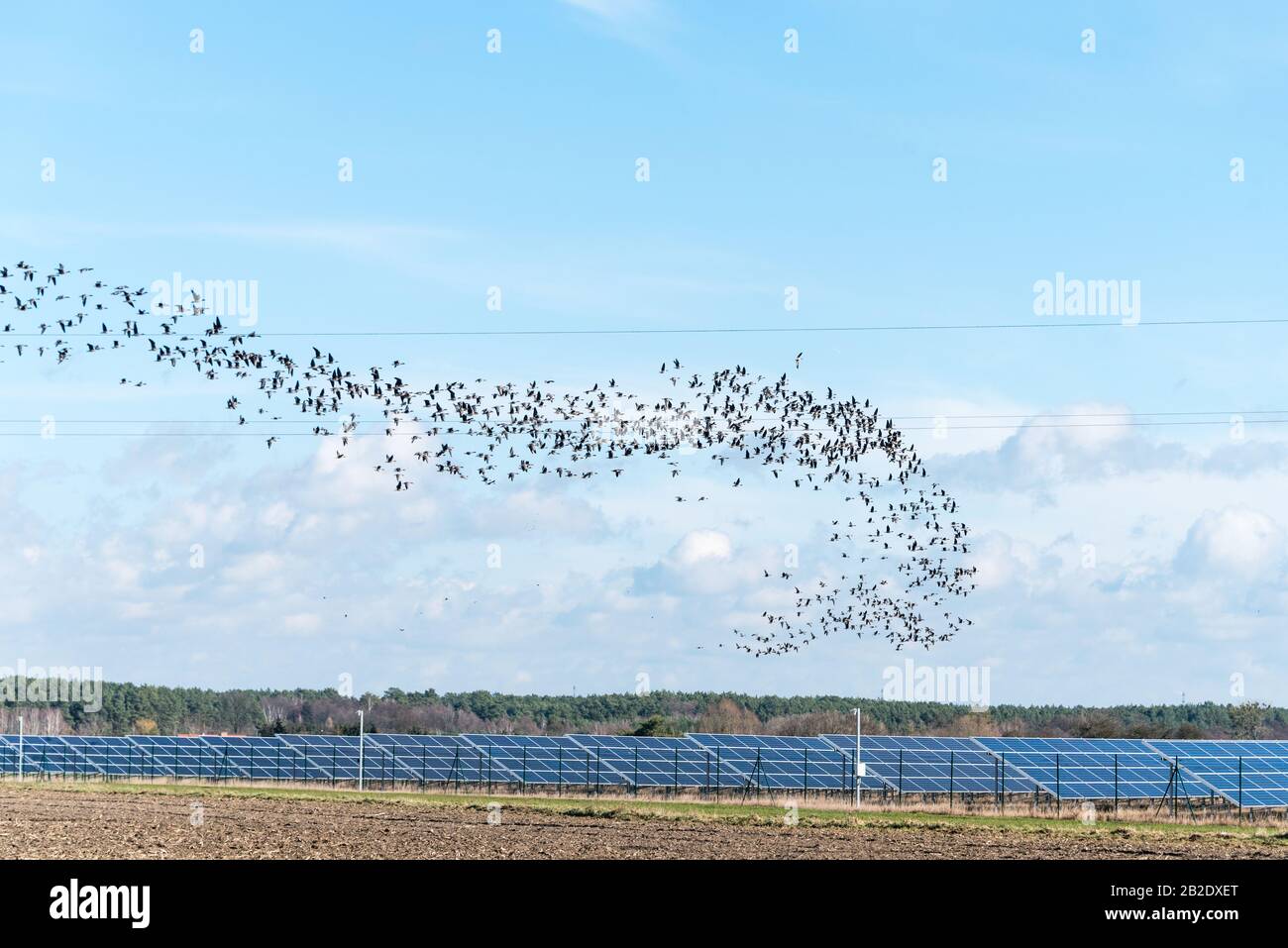 Un grand troupeau d'oiseaux (oies) survolant une ferme de panneaux solaires photovoltaïques, qui est une source moderne et renouvelée d'électricité. Alimentation des pôles électriques Banque D'Images