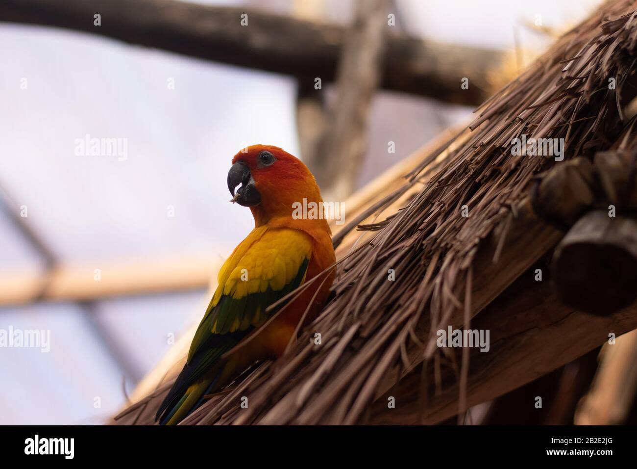 un oiseau tropical coloré dans la journée Banque D'Images