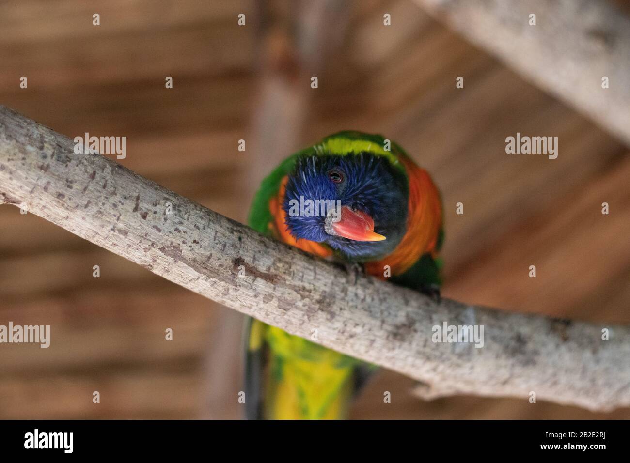 oiseau tropical coloré avec tête inclinée Banque D'Images