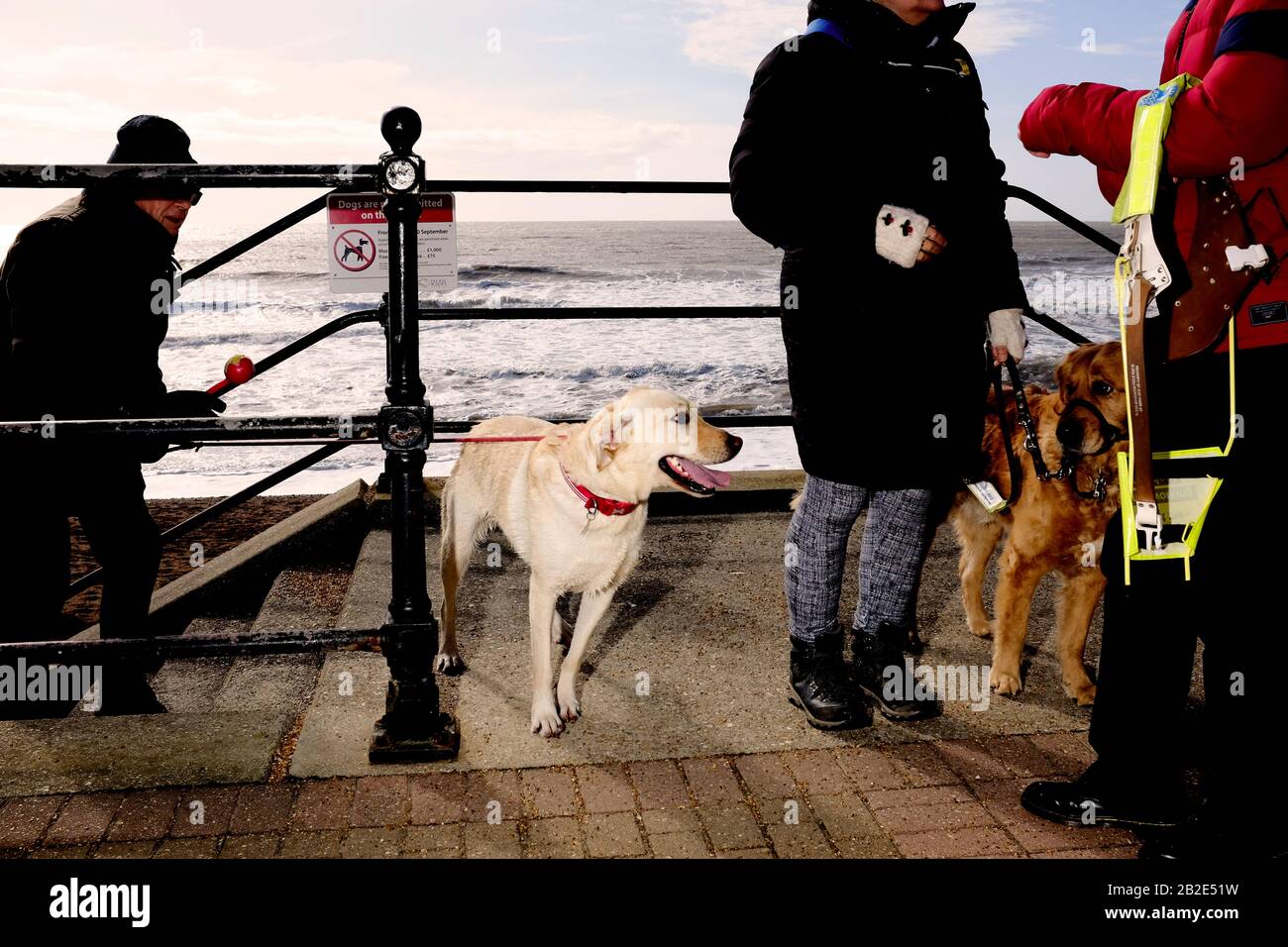 Prendre les chiens pour une promenade au bord de la mer Banque D'Images