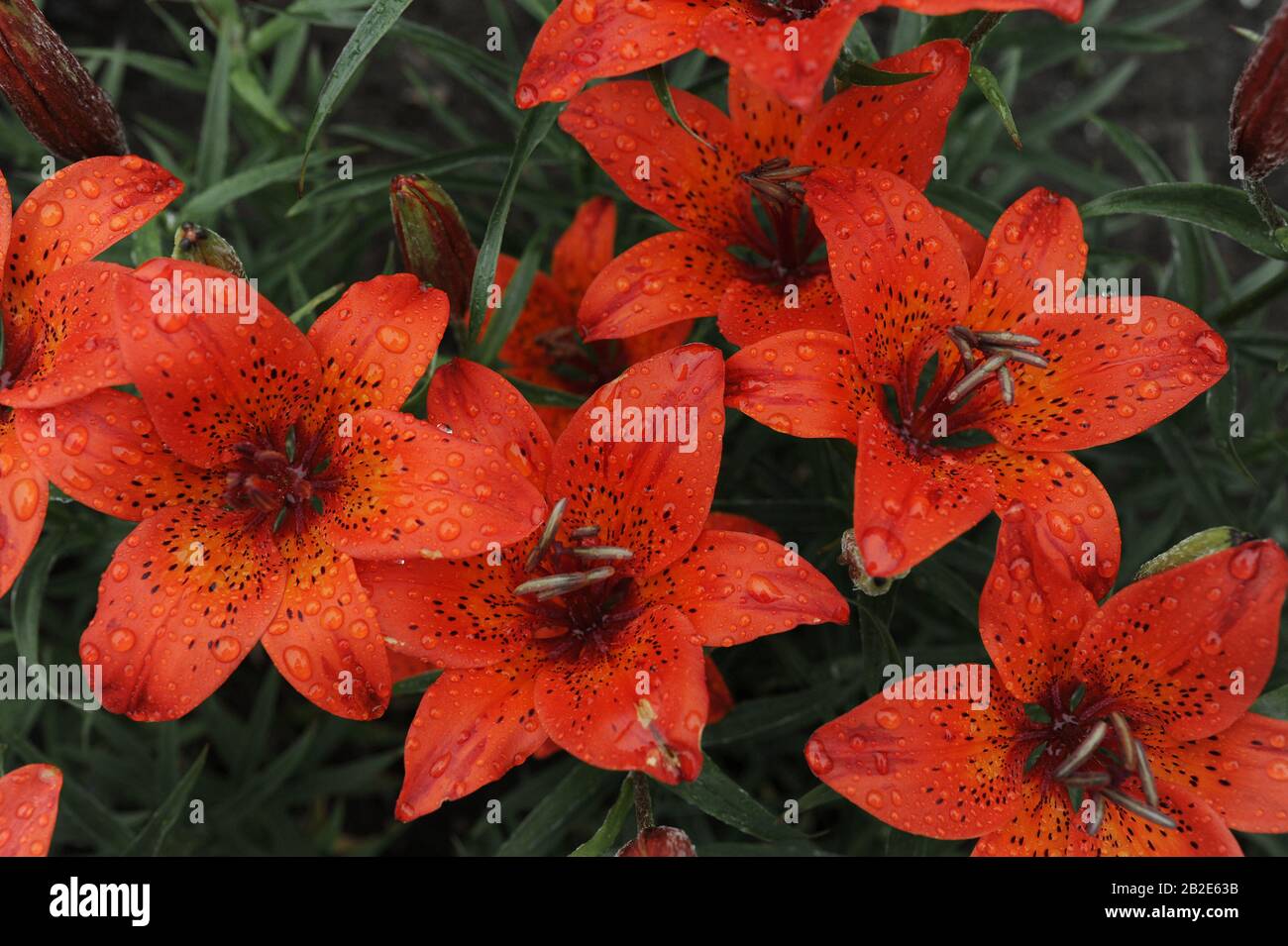 plusieurs grandes fleurs rouges avec des gouttes d'eau après la pluie et des points noirs sur la plante Banque D'Images