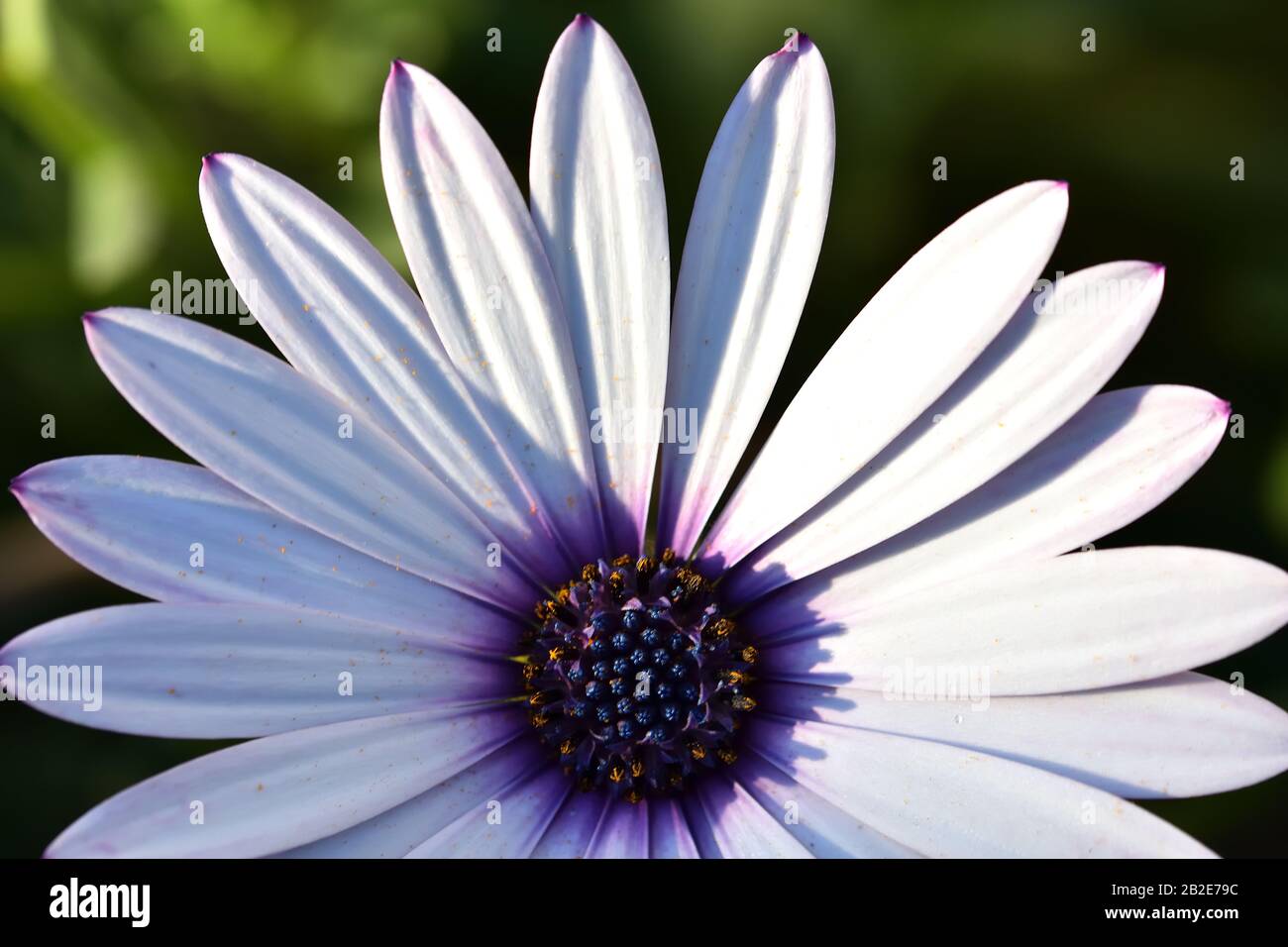 Fleur blanche avec corolle bleue et pétales blancs Photo Stock - Alamy