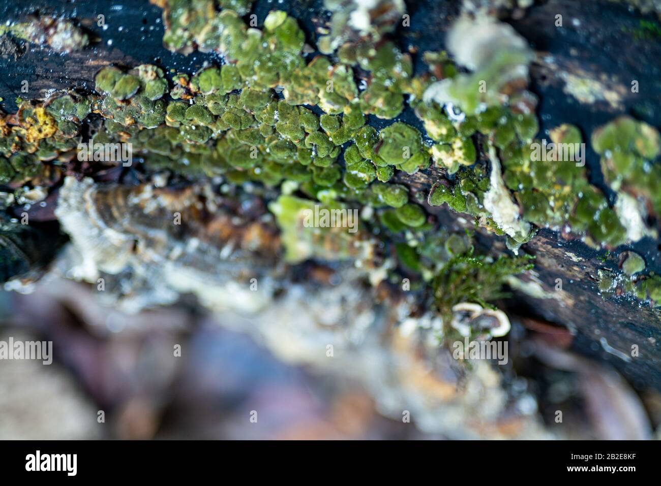 Détails des champignons sur le bois d'arbre en décomposition sur le plancher forestier en Californie Banque D'Images