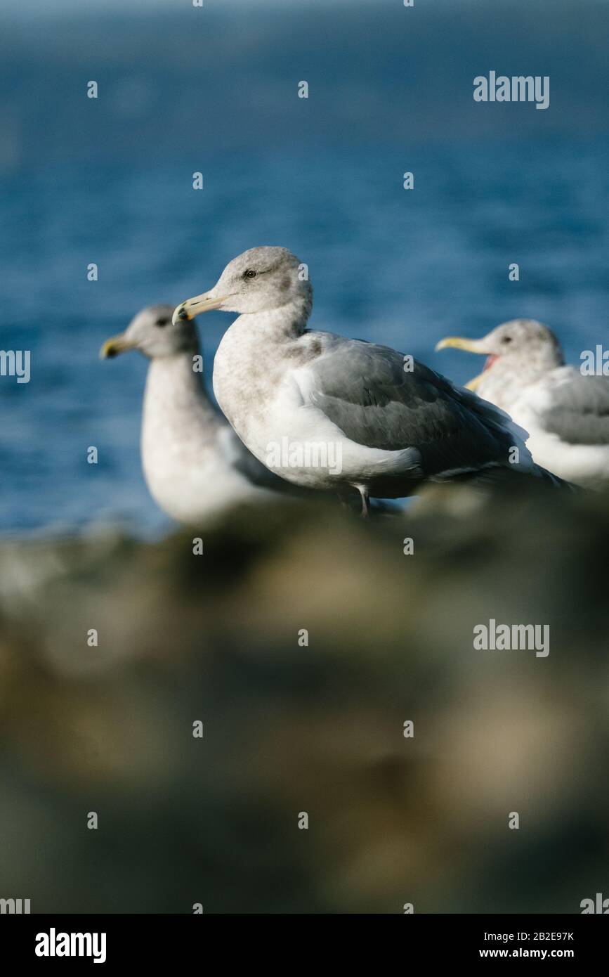 Gros plan sur un groupe de goélands de mer sur une plage de Puget Sound Banque D'Images