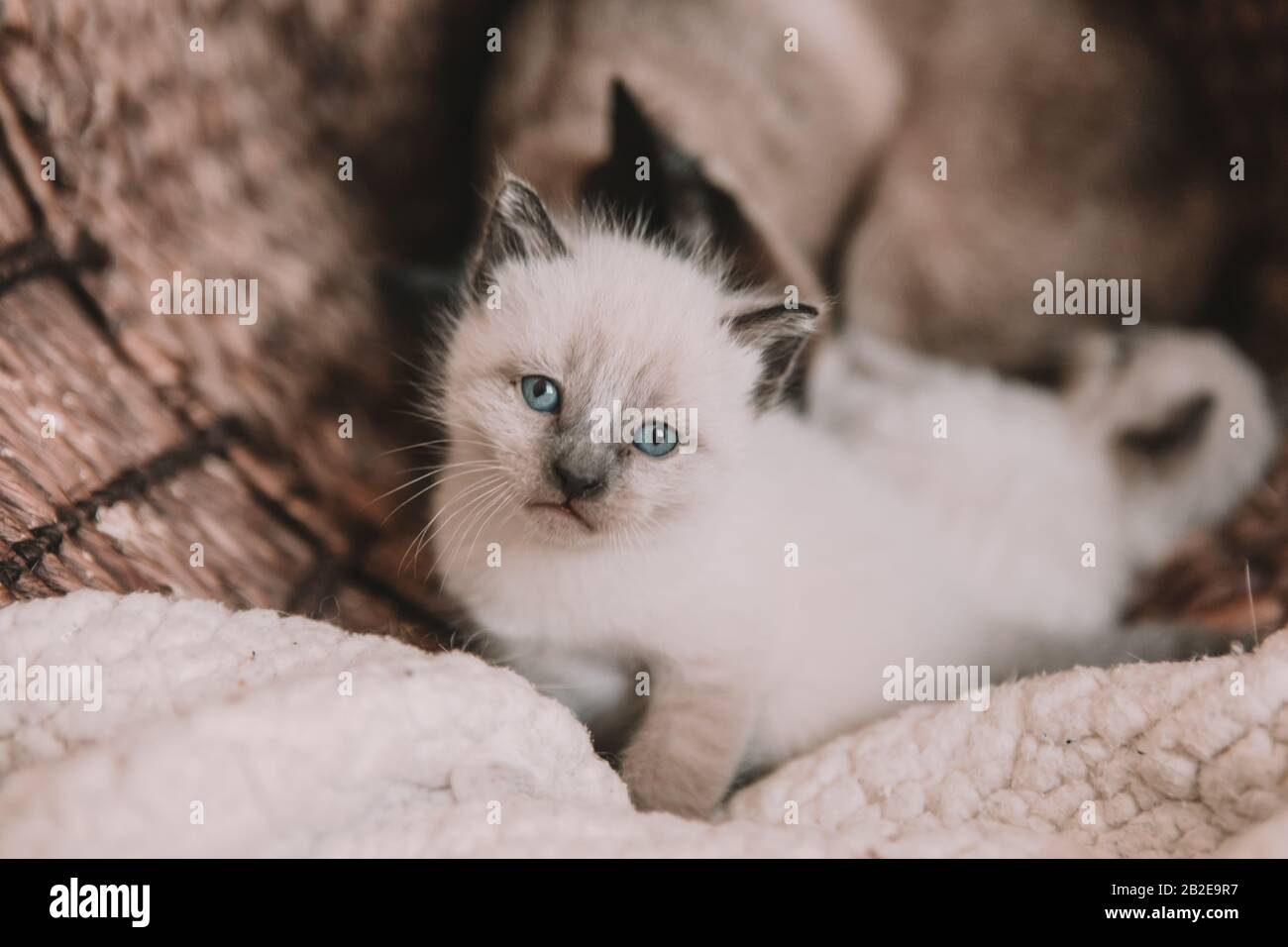 Chaton siamois blanc avec yeux bleus Banque D'Images