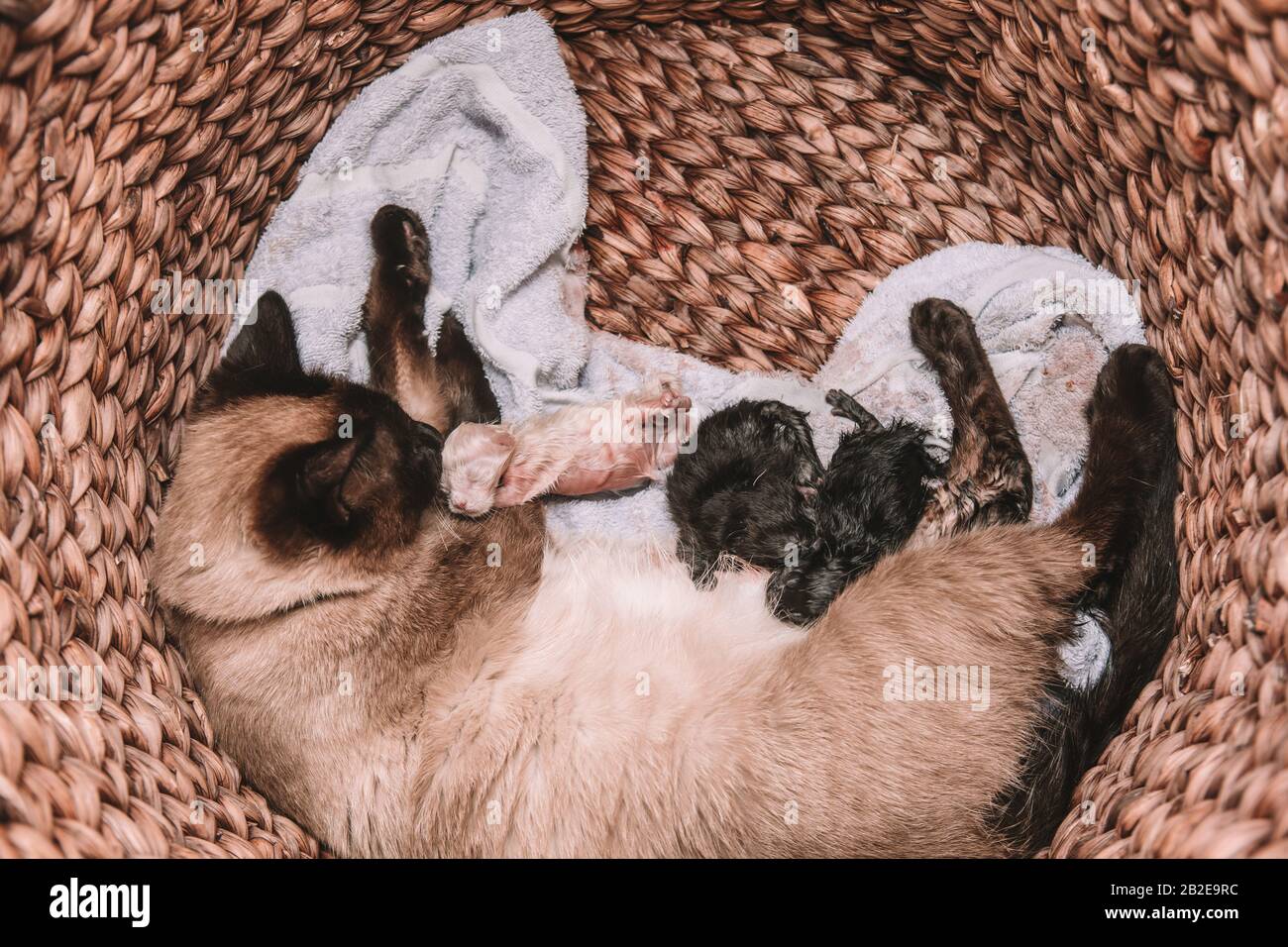 Litiere Pour Chat Banque D Image Et Photos Alamy Litiere Pour Chat Banque D Image Et Photos Alamy