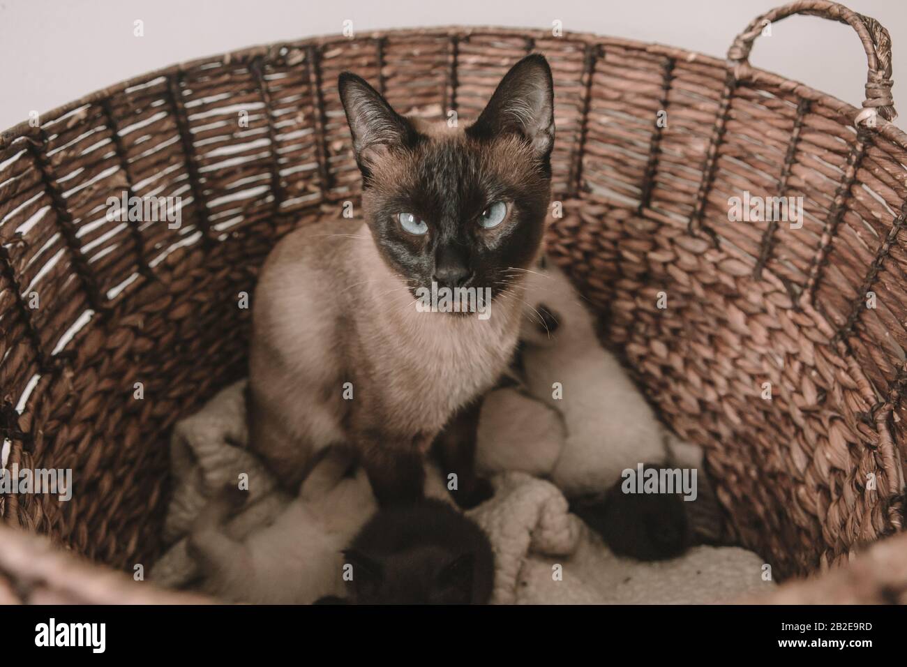 Siamese Kittens Banque D Image Et Photos Alamy