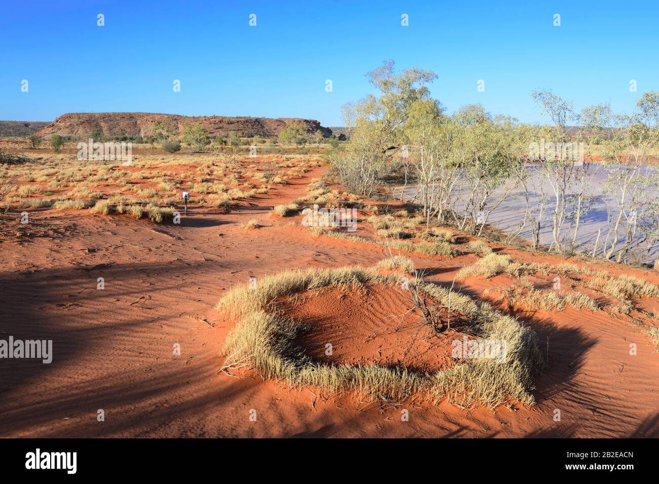 Vue panoramique sur les dunes de sable rouge et les herbes jaunes de la Réserve de conservation de Rainbow Valley, au sud d'Alice Springs, territoire du Nord, territoire du Nord, Australie Banque D'Images