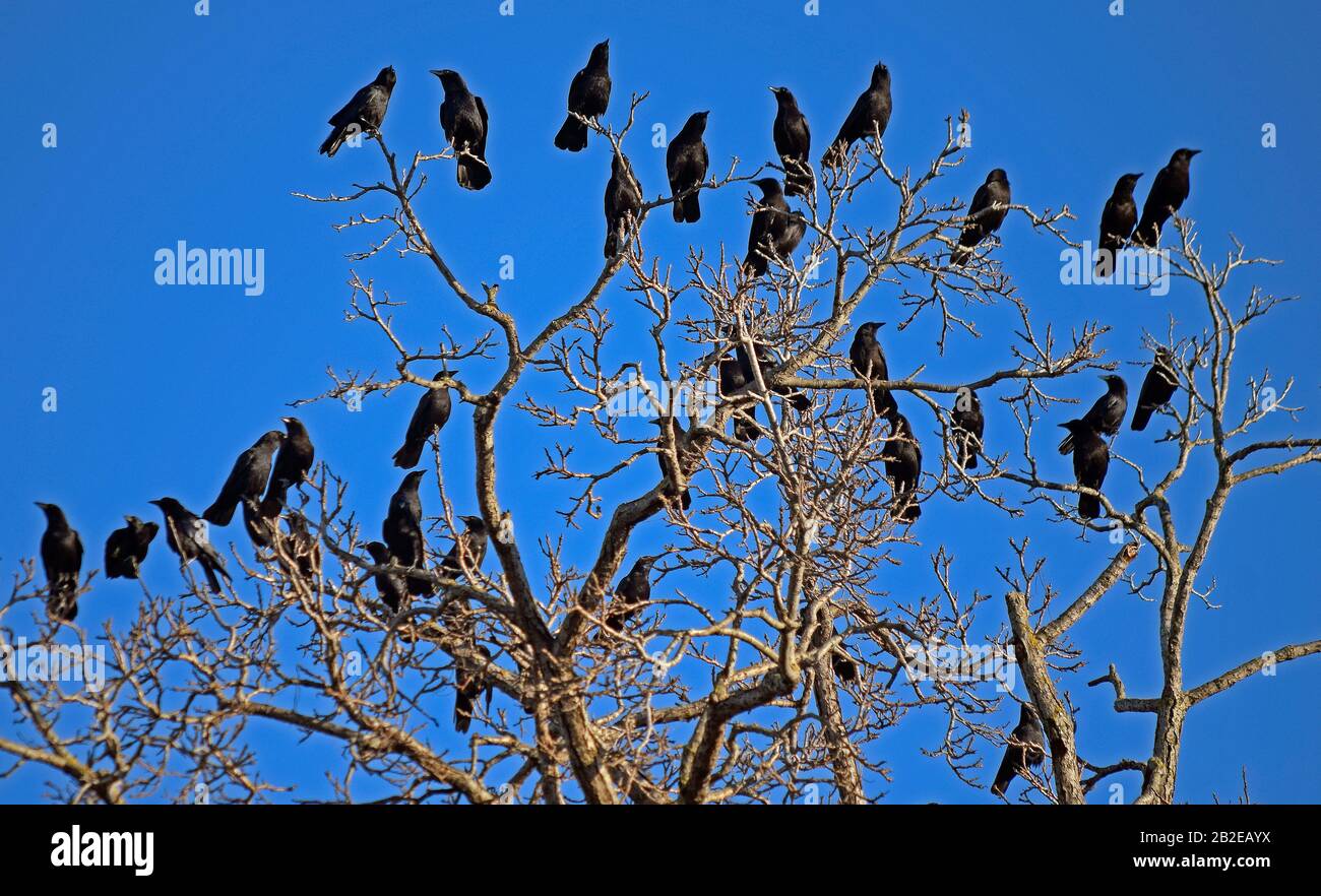 Troupeau de Ravens communs, Corvus corax, rassemblés sur un arbre le long de la Old Alameda Creek Trail derrière la Caesar Chavez Middle School, à Union City, en Californie Banque D'Images