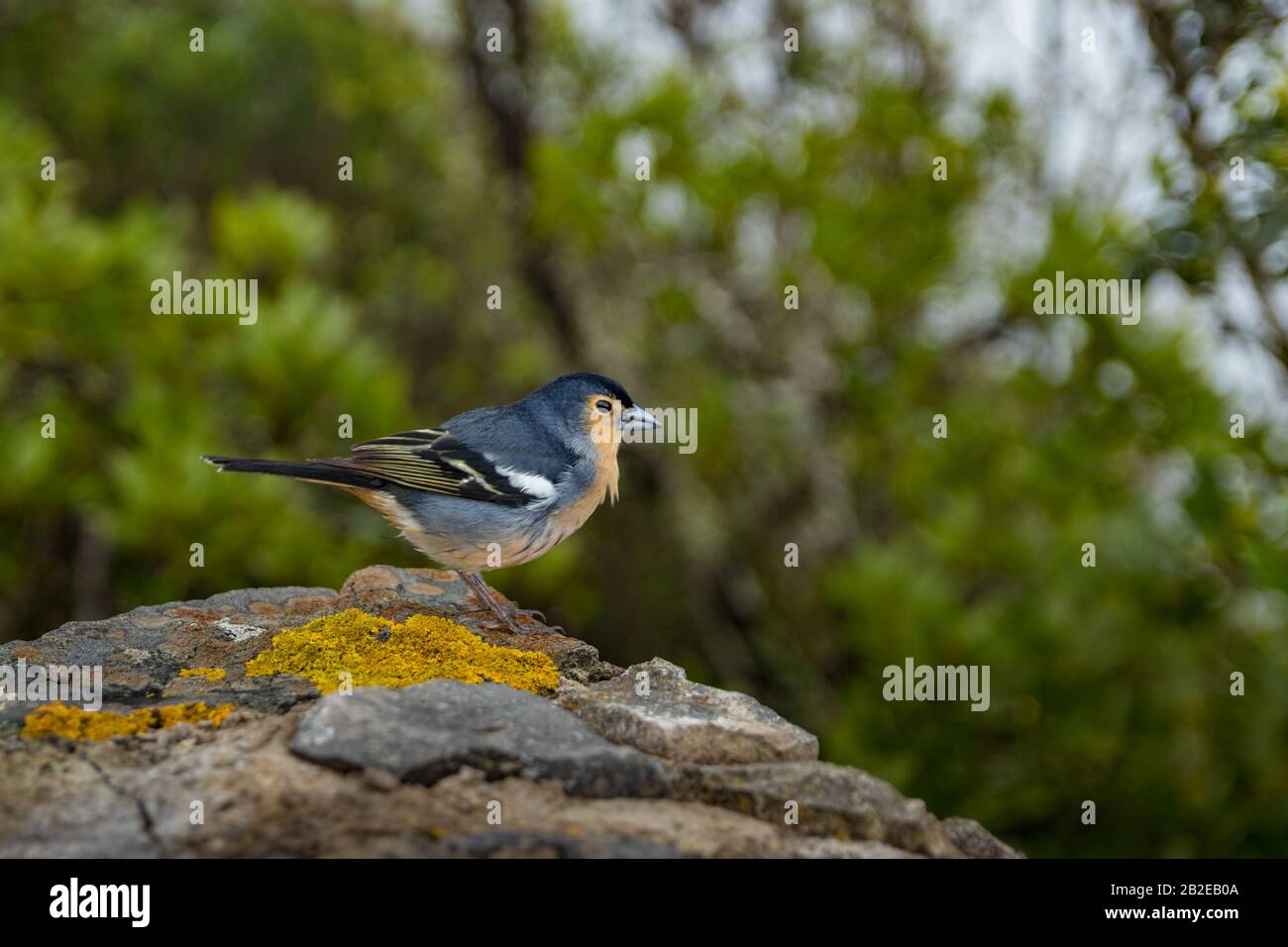 Le chaffin de la Palma - Fringilla coelebs palmae - également connu sous le nom de la chaffin de Palman ou, localement en espagnol comme le palmero de pinzon. Parc forestier rural Banque D'Images