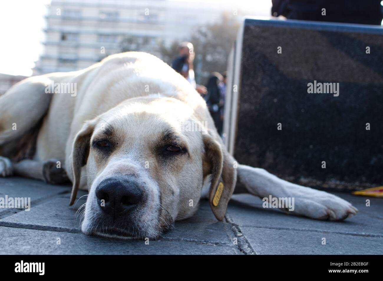 Chien errant blanc endormi. Des photos proches ont été prises à l'avant du chien. Banque D'Images