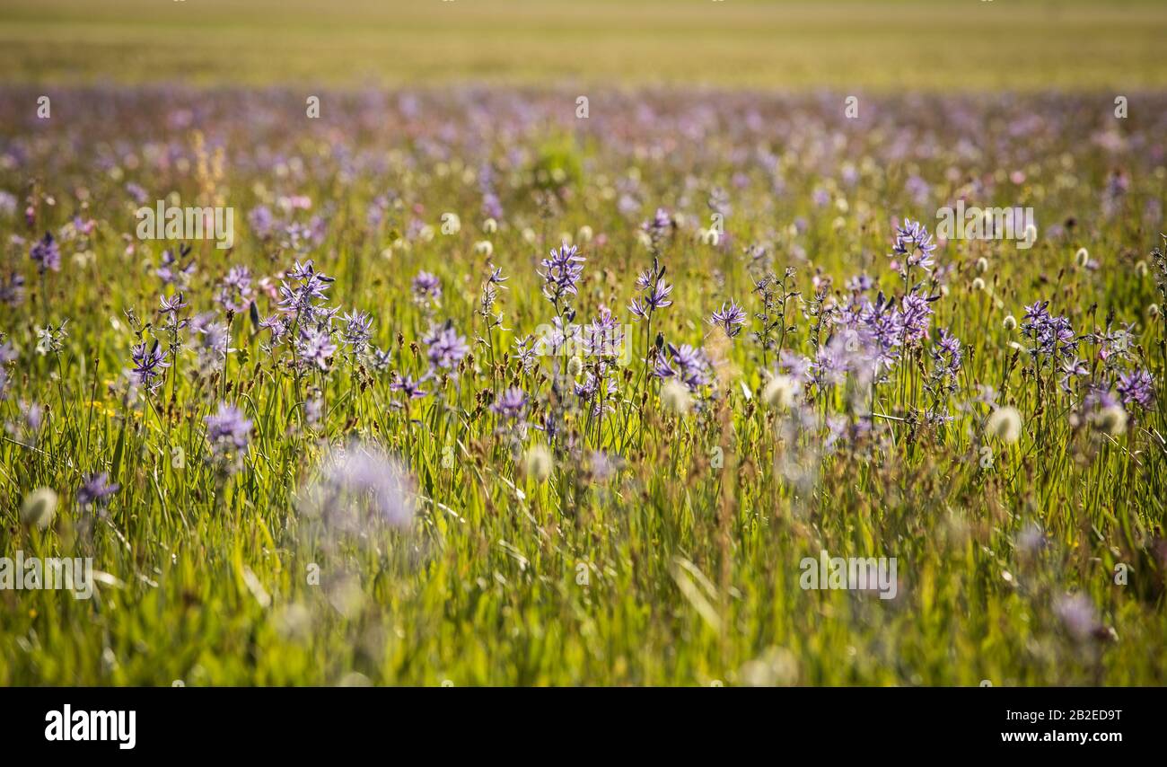 Fleurs De Camas Sauvages Banque D'Images
