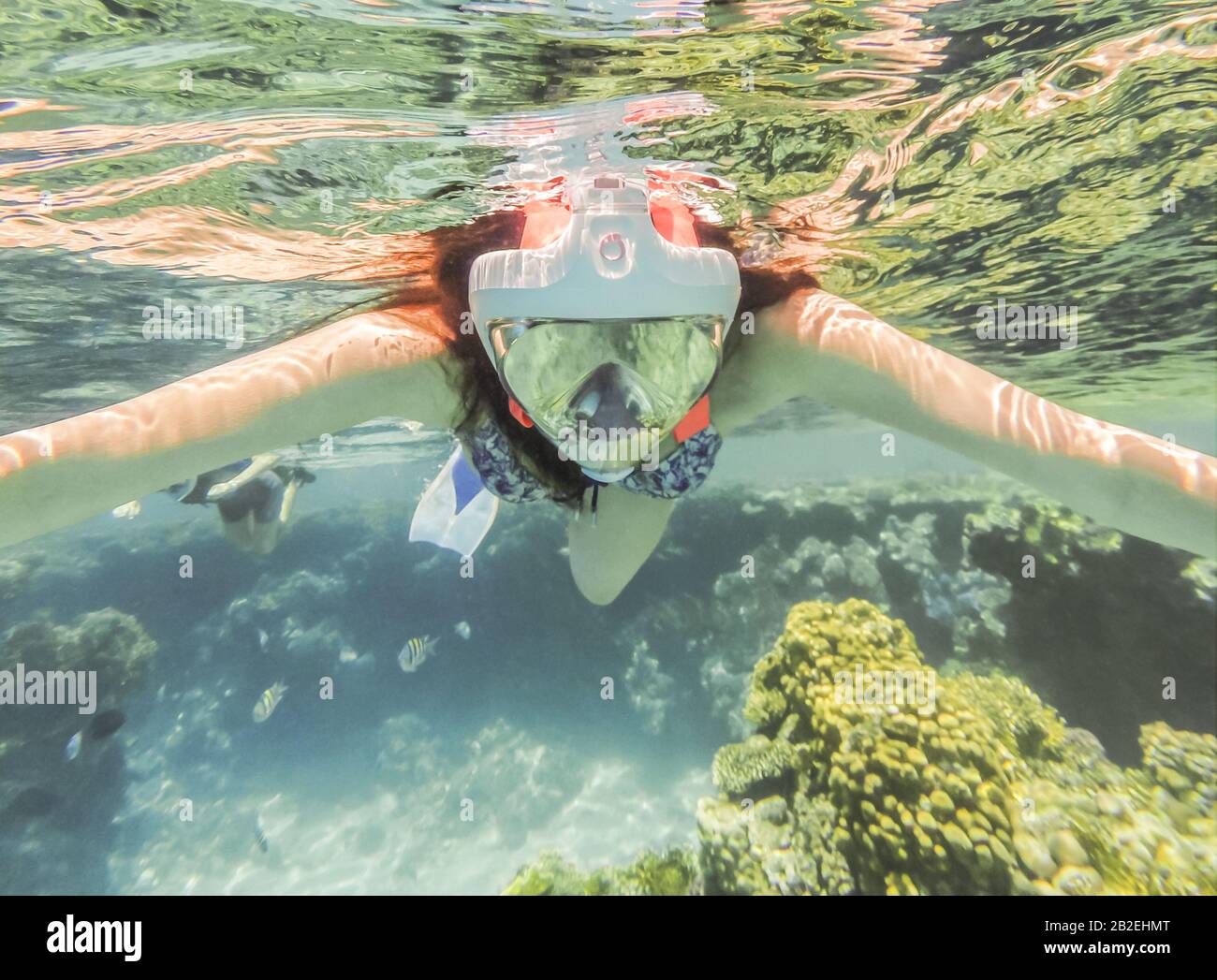 Plongée sous-marine en mer Rouge avec poisson, Egypte. Banque D'Images