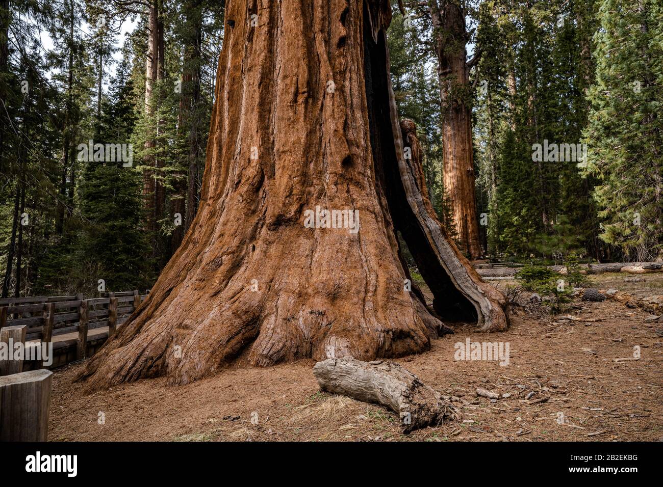 Sequoia géant avec divisé dans la base du tronc dans le parc national de Sequoia, Californie Banque D'Images