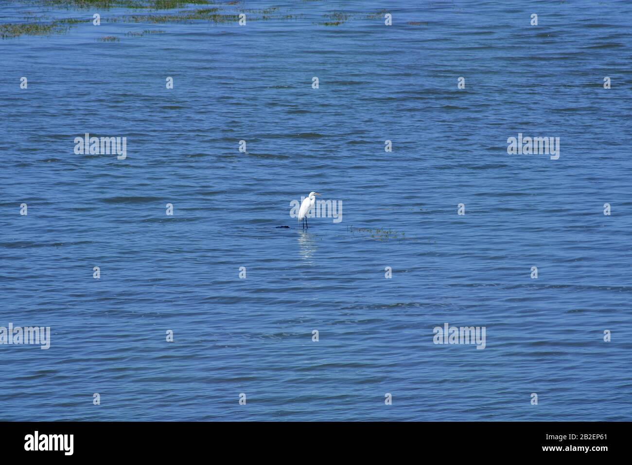 Oiseaux de l'est de l'Egret dans les bas niveaux de lac, bassin de Waranga Vic, Australie Banque D'Images
