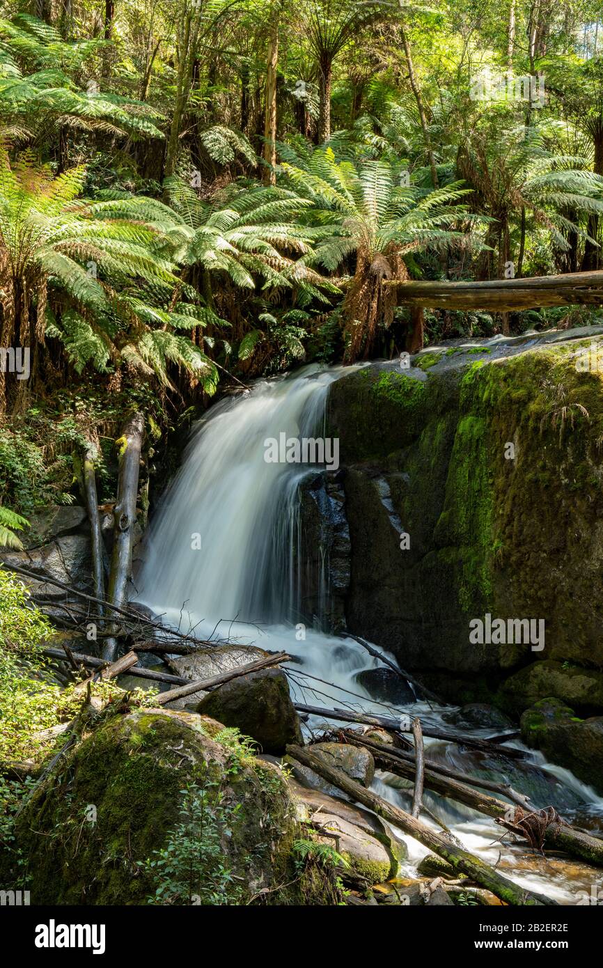 Amphithéâtre Falls Sur La Rivière Toorongo, Près De Noojee, Victoria, Australie Banque D'Images